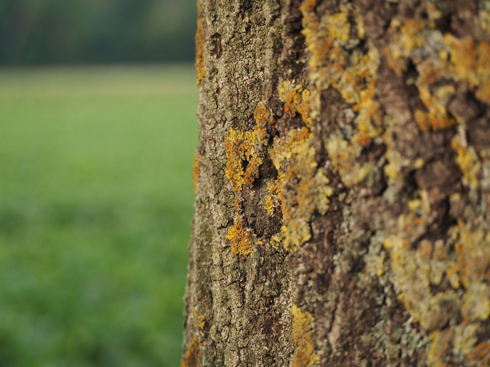 Olympus OM-D E-M10 sample photo. Tree, bark, moss photography