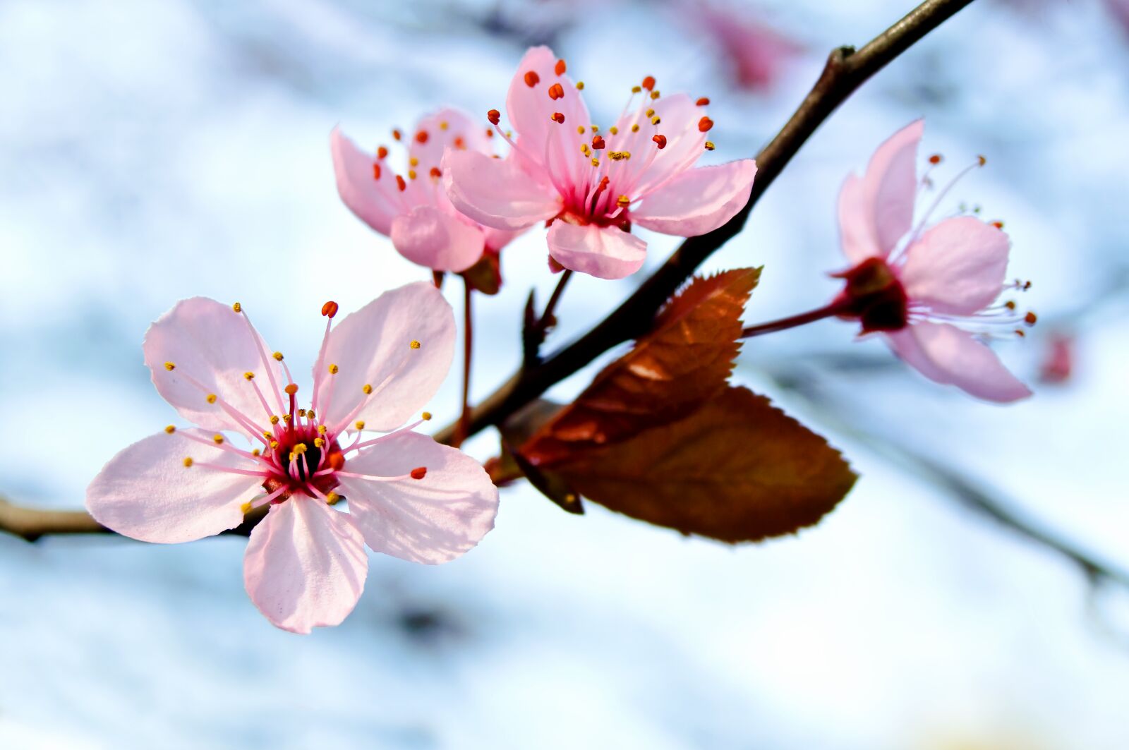 Nikon D90 sample photo. Flower, nature, cherry photography