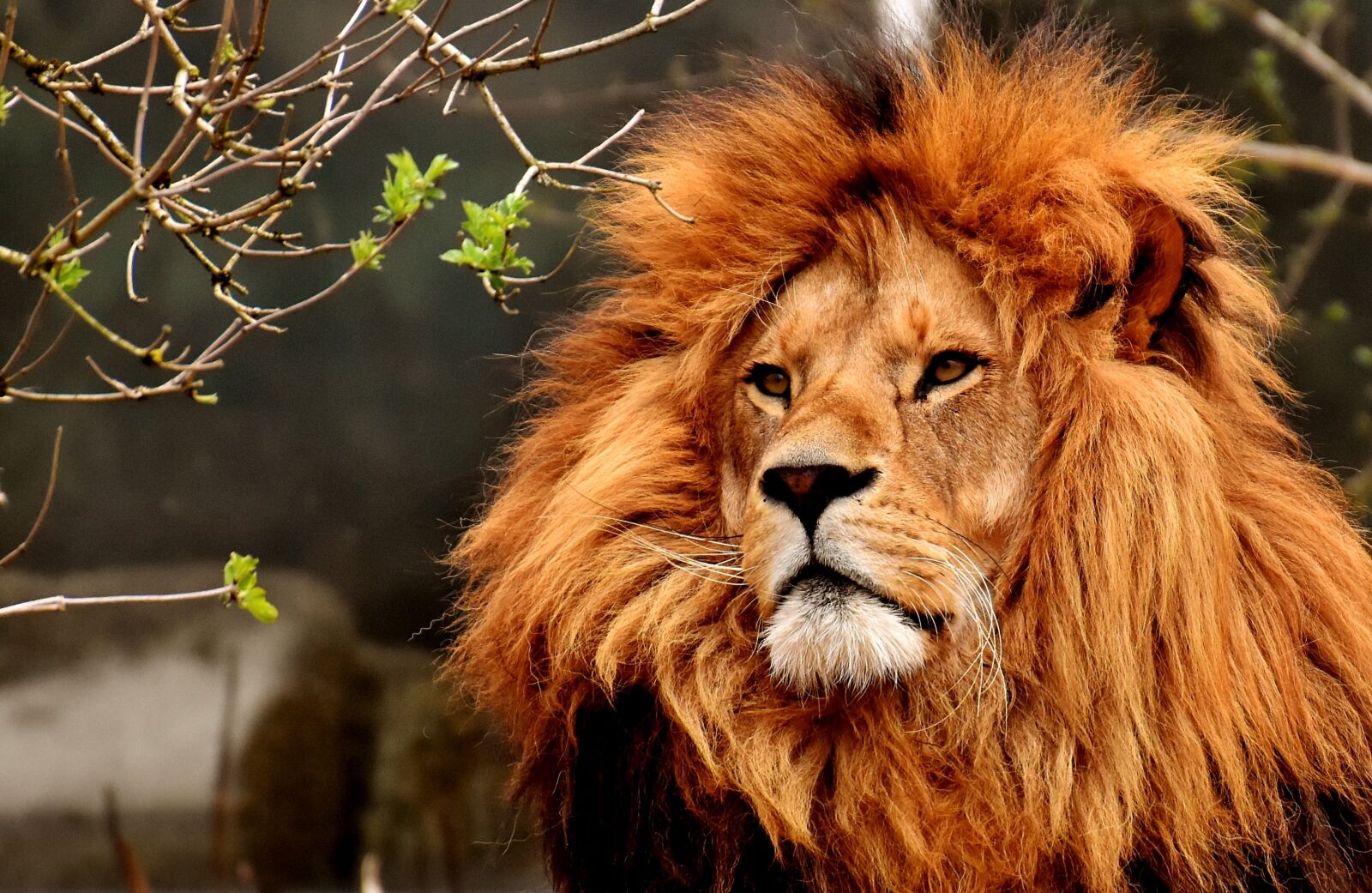 Nikon D7200 sample photo. Lion, predator, dangerous photography