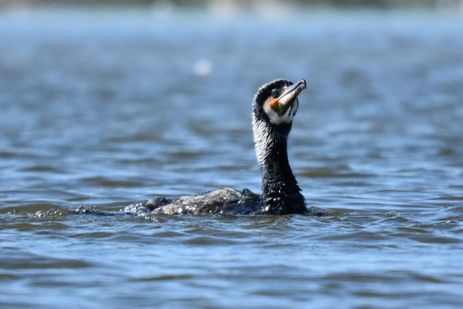 Nikon D7200 sample photo. Birds, water birds, wildlife photography