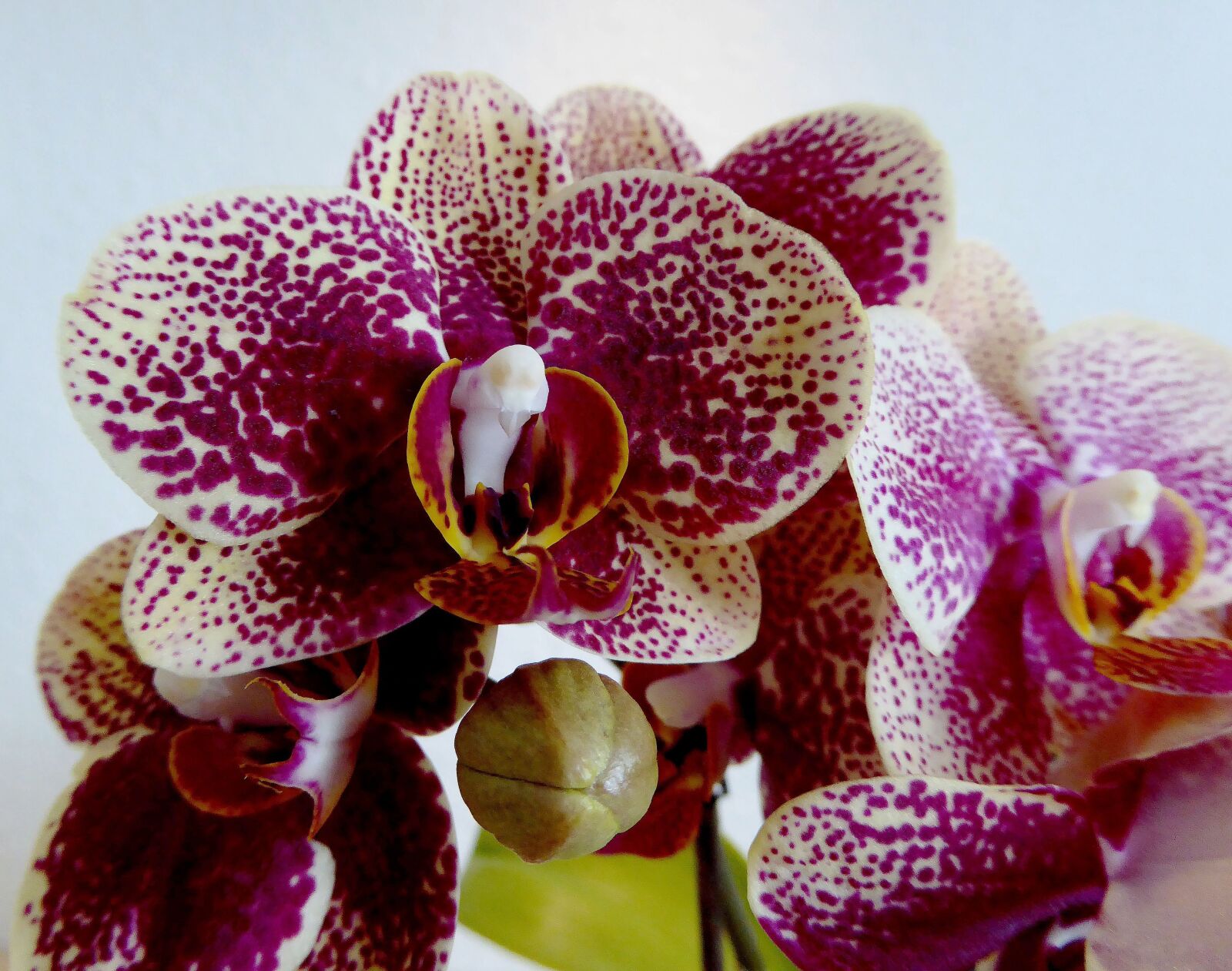 Panasonic DMC-TZ61 sample photo. Blossom, bloom, orchid photography