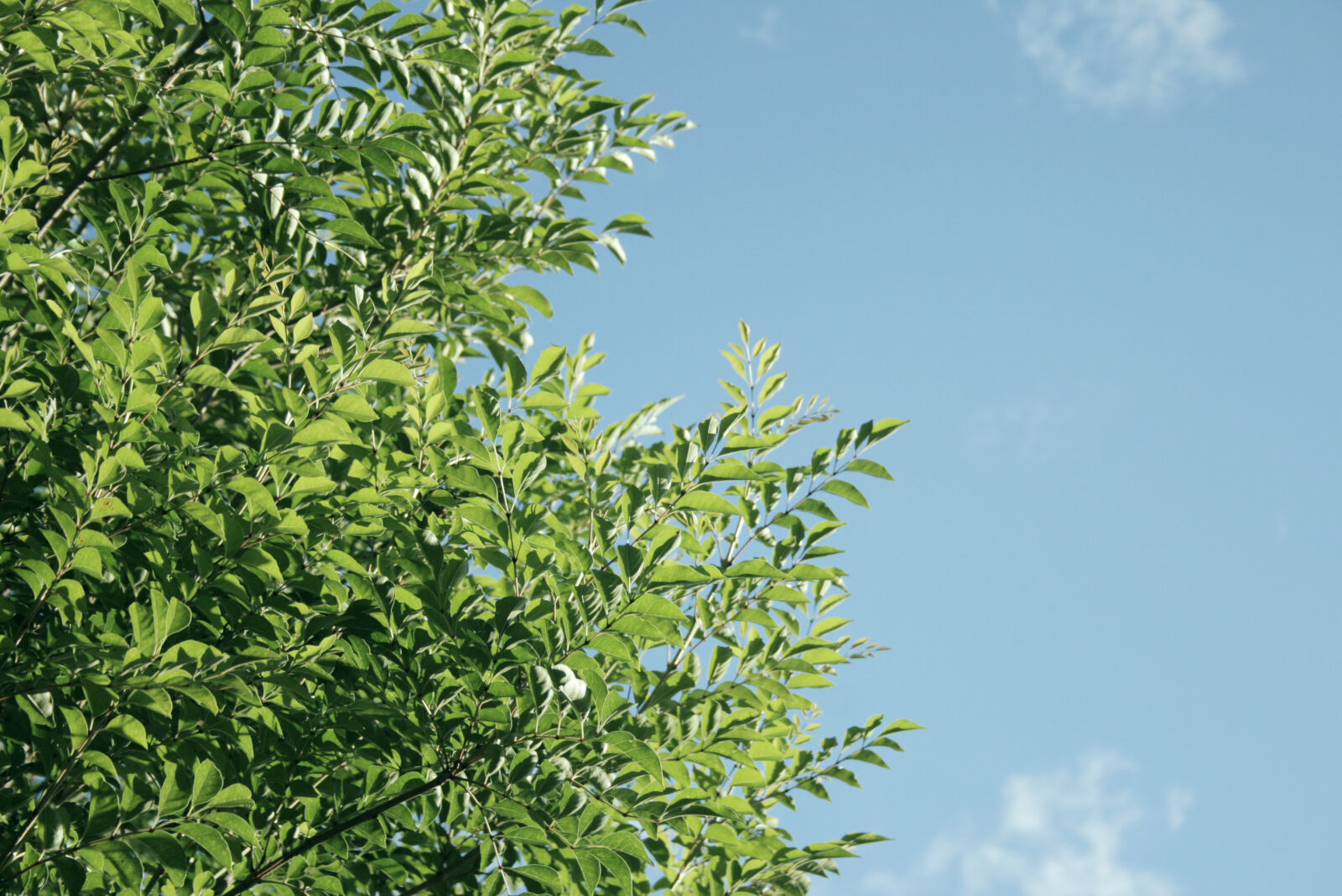 Canon EOS 400D (EOS Digital Rebel XTi / EOS Kiss Digital X) sample photo. Green, nature, sky, tree photography