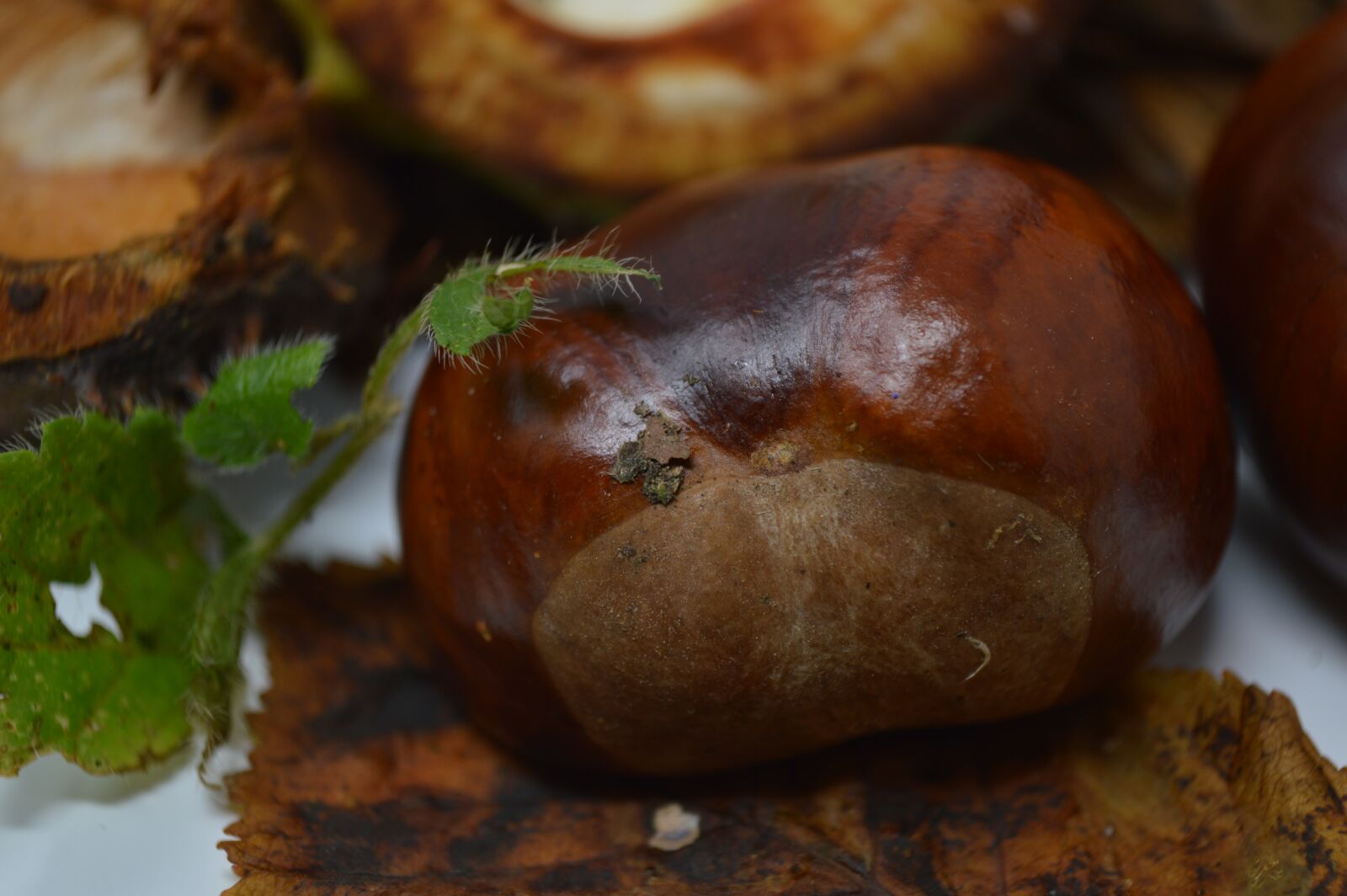 Nikon D3200 sample photo. Conker, conkers, horse chestnut photography