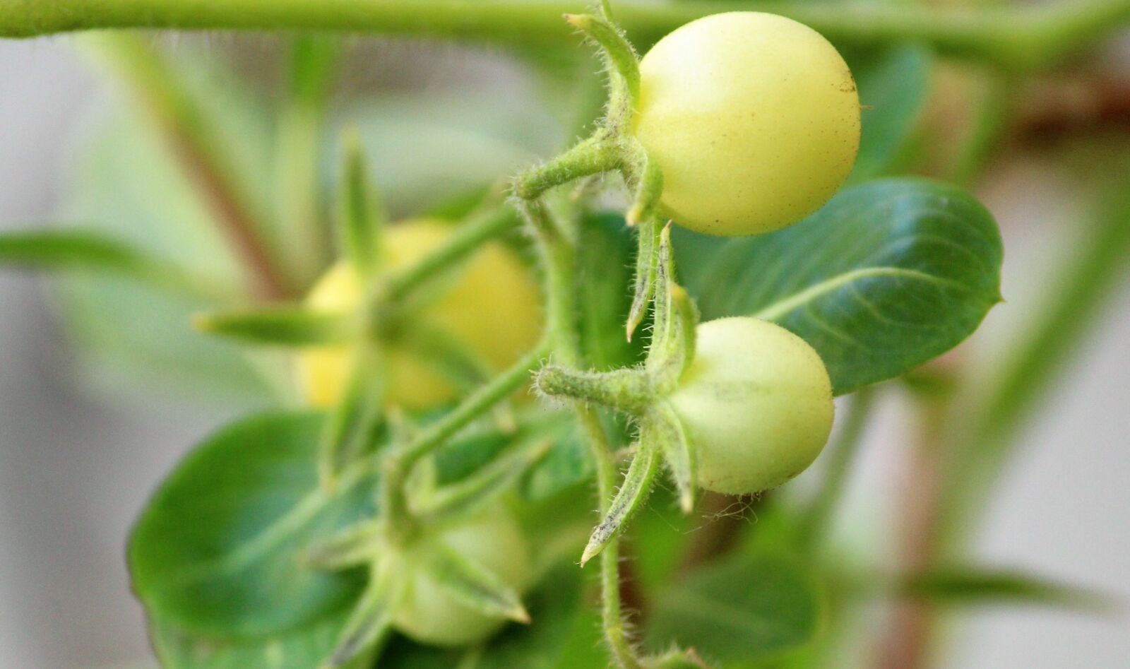 Canon EOS 1200D (EOS Rebel T5 / EOS Kiss X70 / EOS Hi) sample photo. Cherry tomato, plant, plantae photography