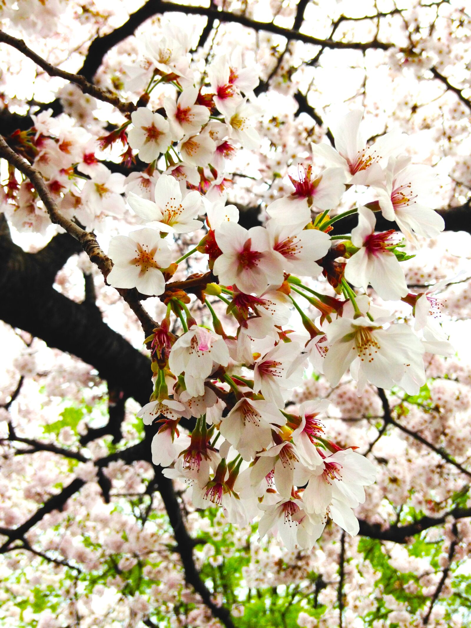 iPhone 5 back camera 4.12mm f/2.4 sample photo. Cherry blossoms, in full photography