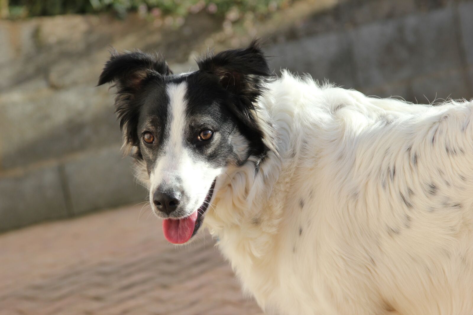 Canon EOS 550D (EOS Rebel T2i / EOS Kiss X4) sample photo. Animal, dog, portrait photography