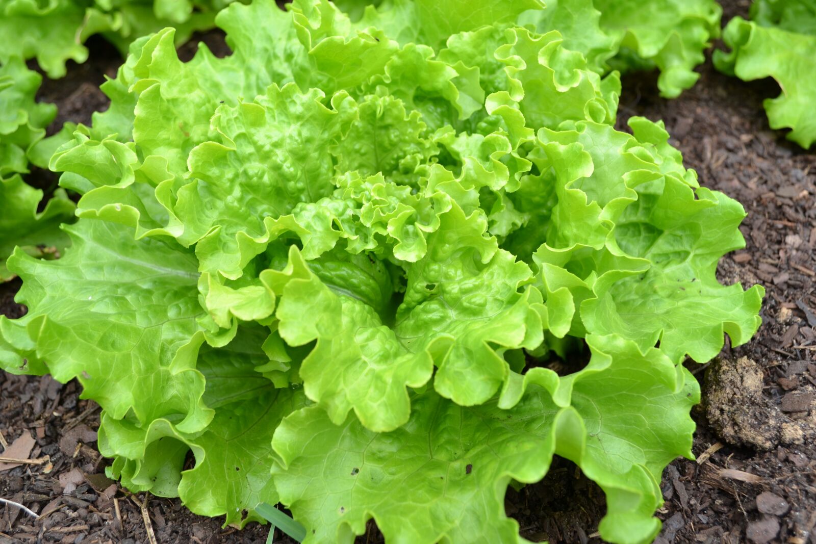 Nikon D3100 sample photo. Lettuce, batavia, green salad photography