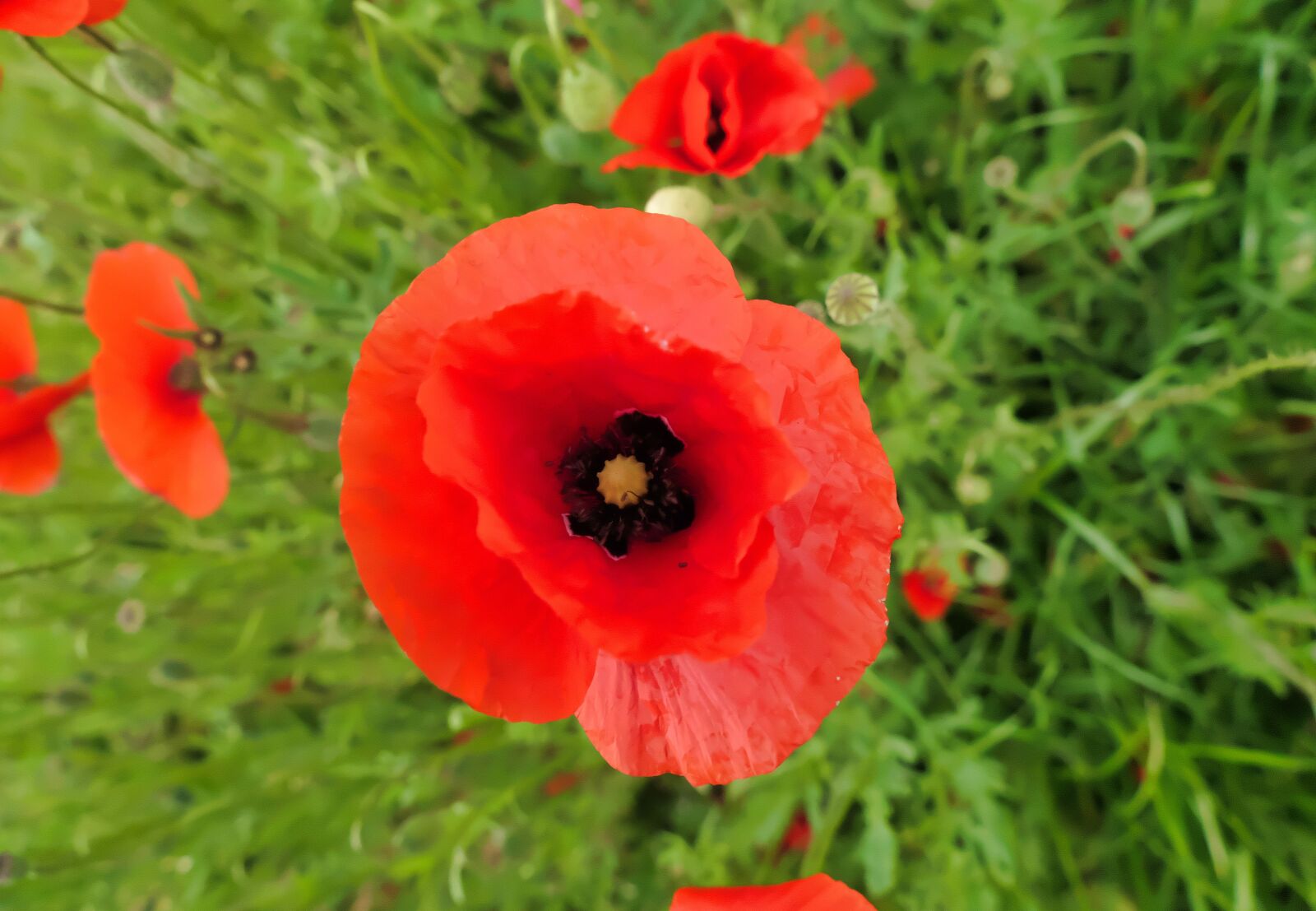 Panasonic DC-FZ10002 sample photo. Poppy, flower, wild flowers photography