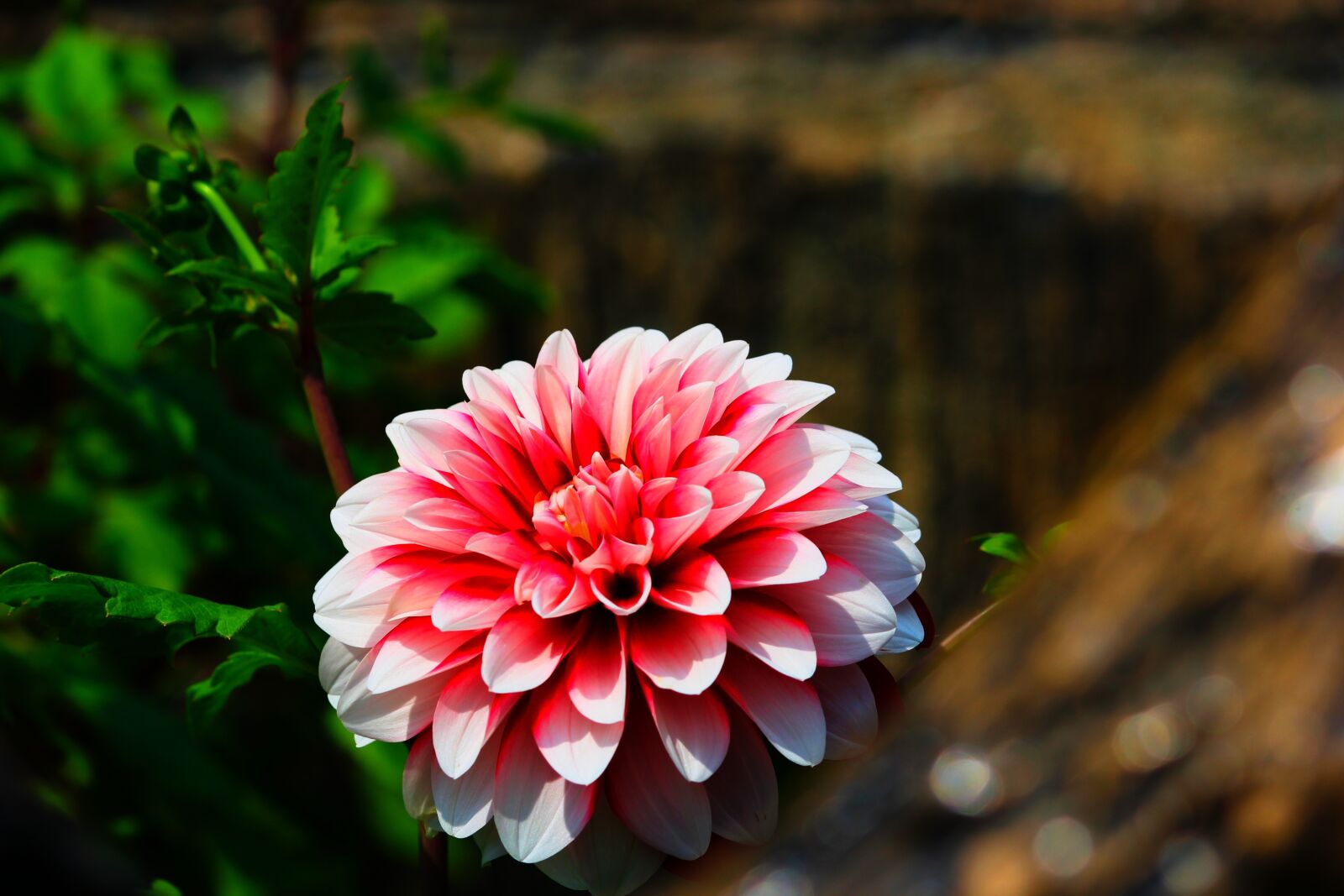 Canon EOS 1200D (EOS Rebel T5 / EOS Kiss X70 / EOS Hi) sample photo. Flower, nature, pink photography