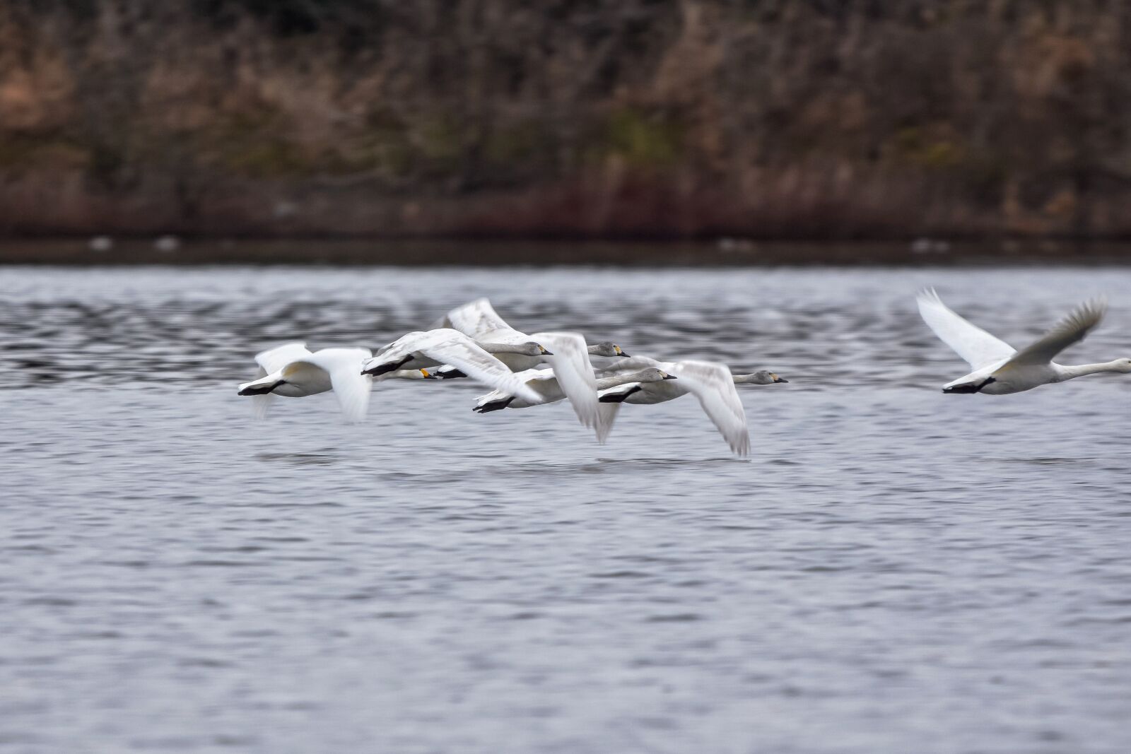 Nikon D7200 sample photo. Animal, pond, water photography