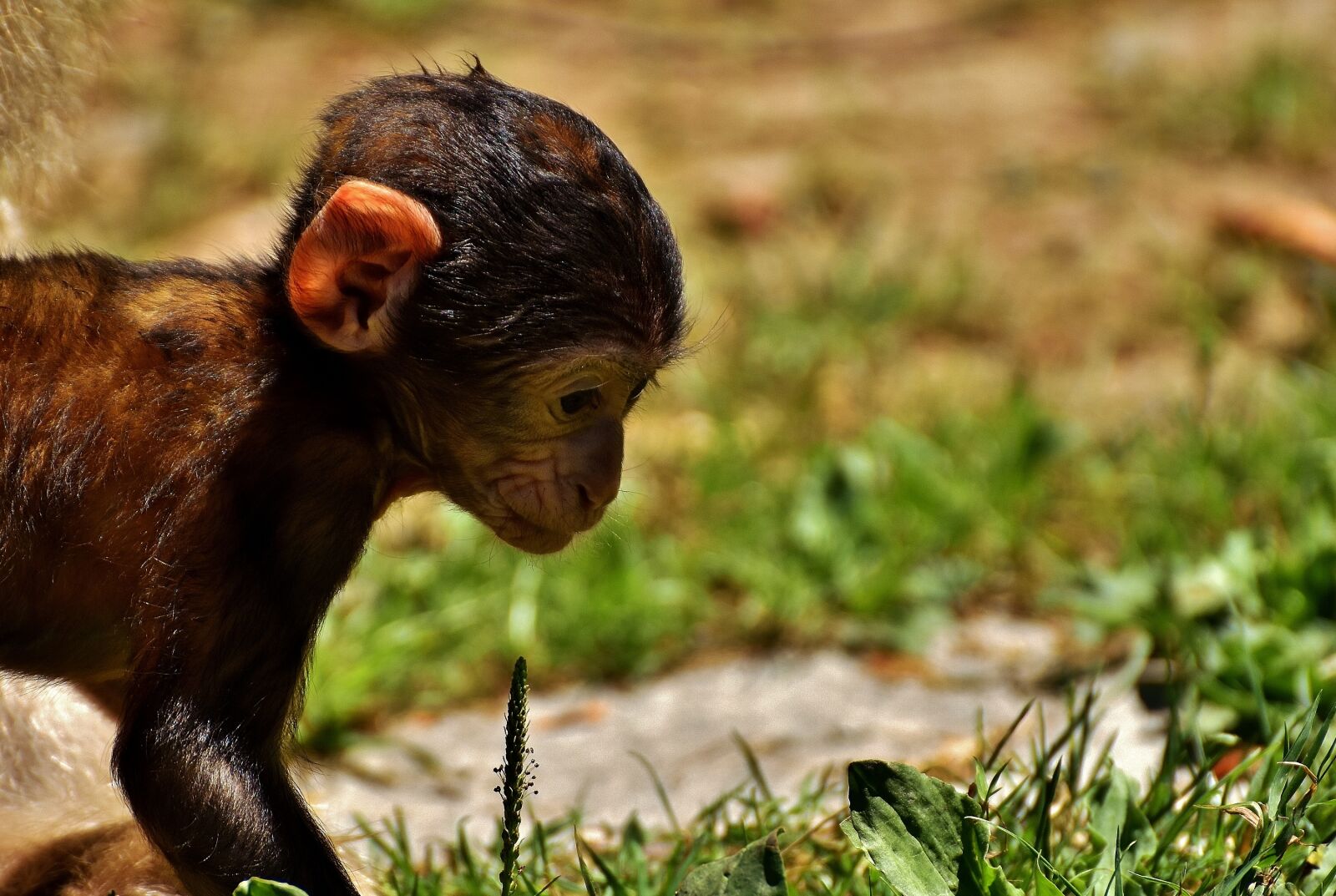 Nikon D7200 sample photo. Ape, baby monkey, barbary photography