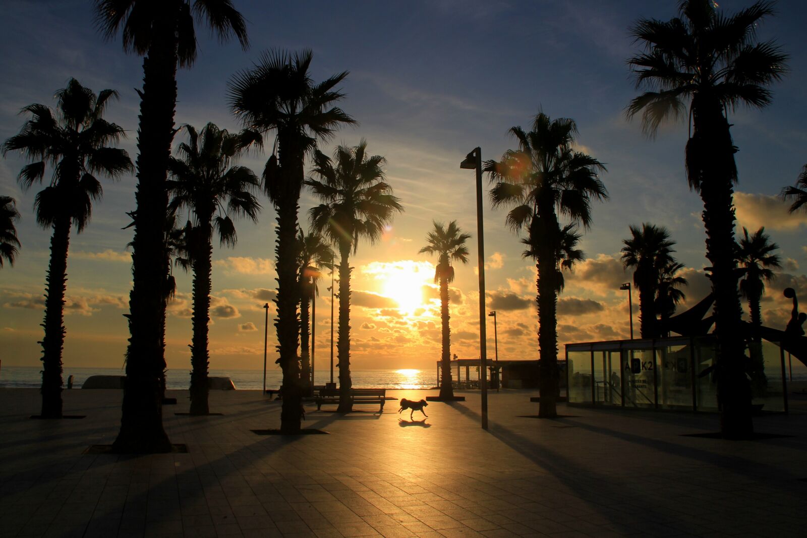 Canon EOS 700D (EOS Rebel T5i / EOS Kiss X7i) sample photo. Sunrise, palm trees, exotic photography