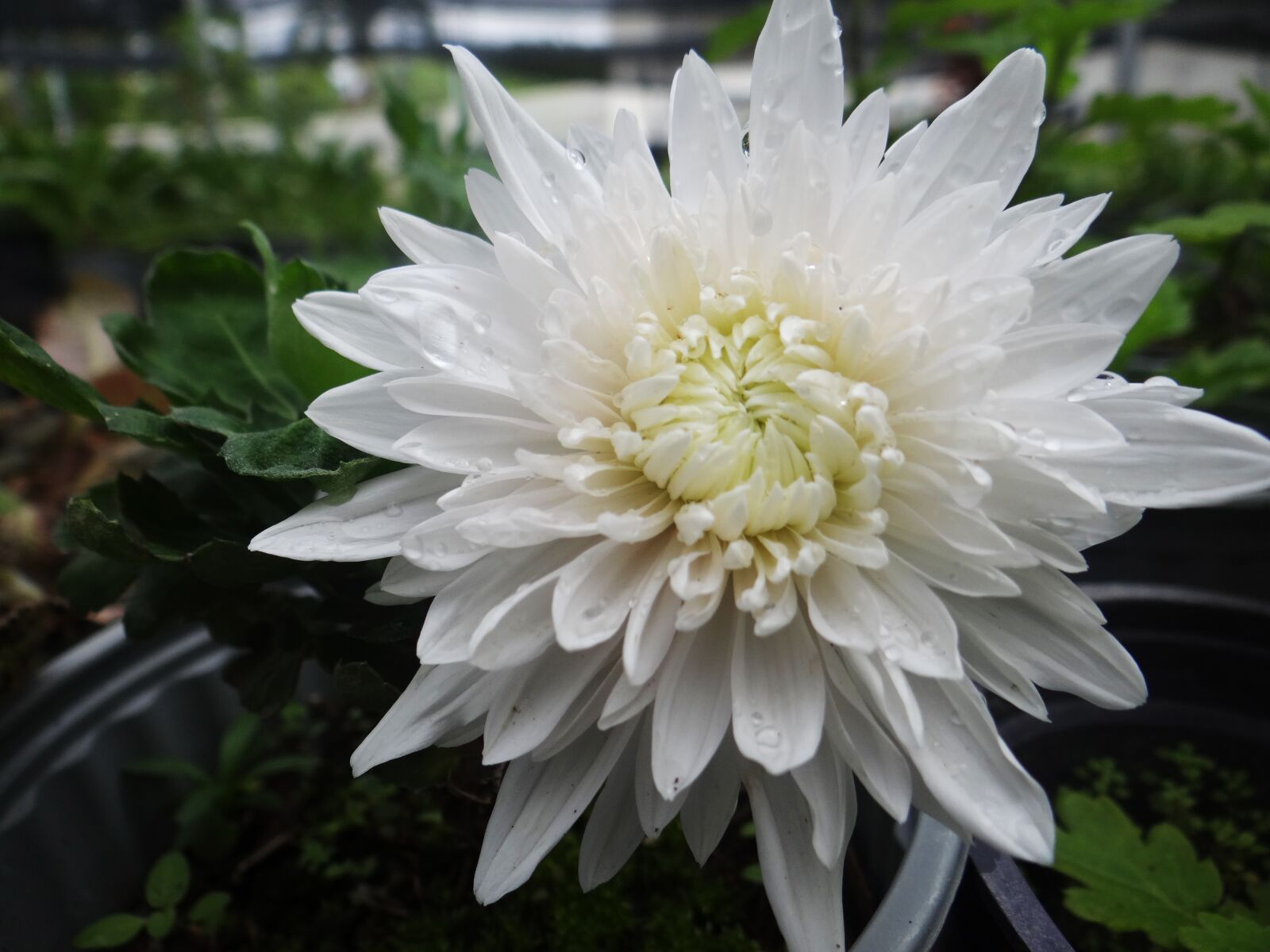 Sony DSC-HX200V sample photo. Flower, plant, nature photography