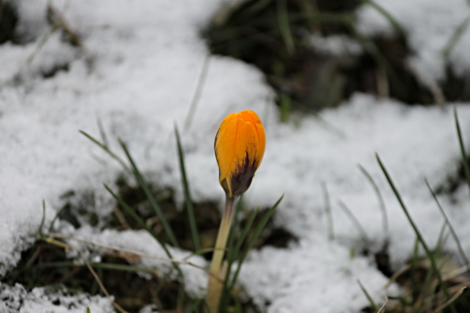 Canon EOS 1100D (EOS Rebel T3 / EOS Kiss X50) sample photo. Crocus, yellow, bud photography