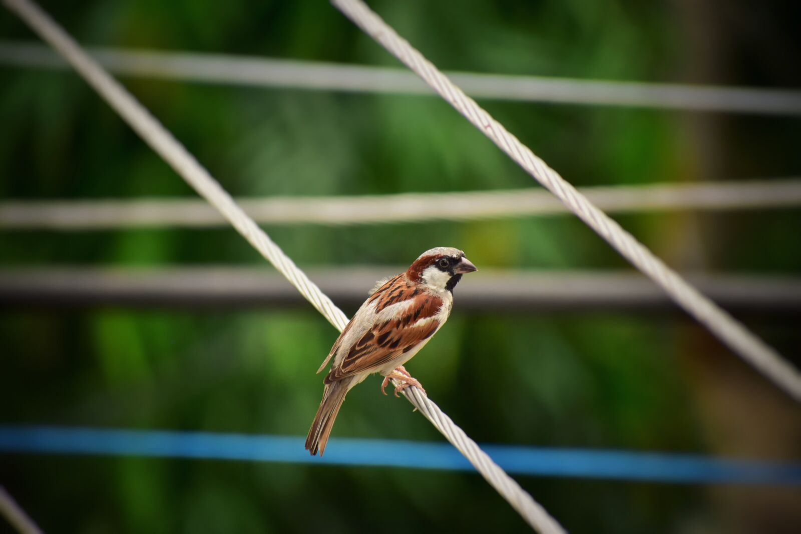 Nikon D3400 sample photo. Bird, nature, wildlife photography
