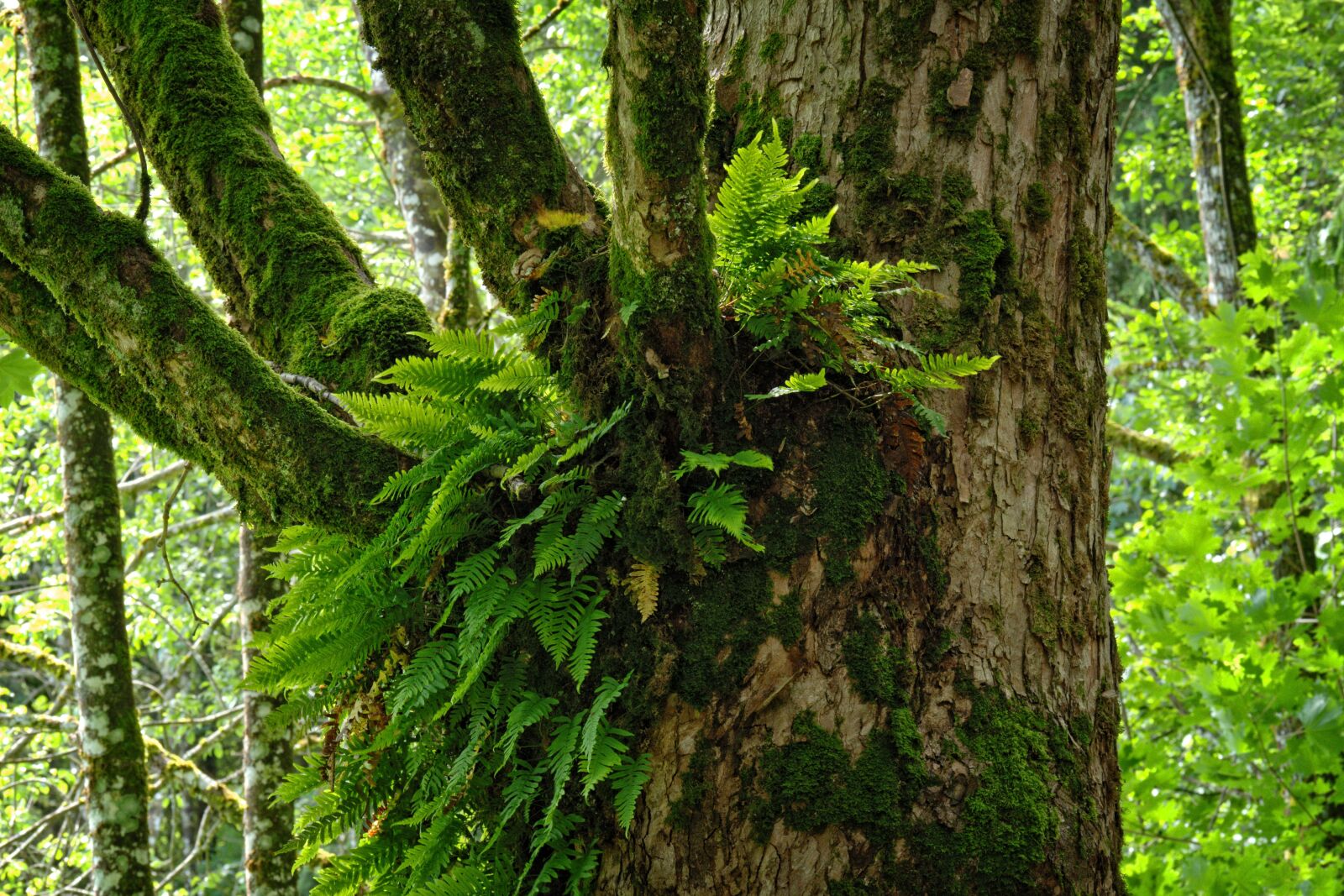 55.0-200.0mm f/4.0-f/5.6 sample photo. Ivy, forest, tree photography