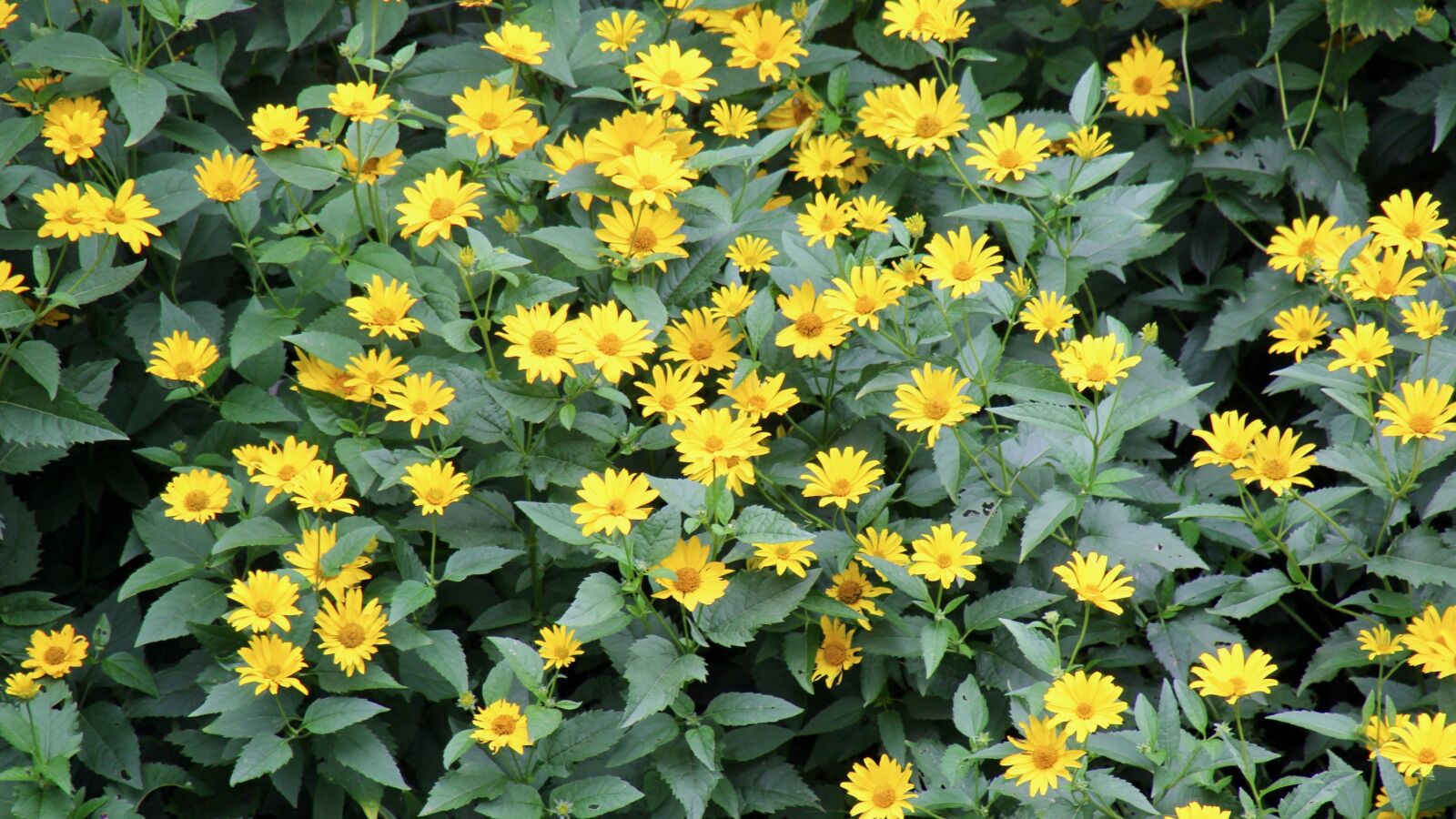 Canon EOS 60D sample photo. Flowers, yellow, yellow flower photography