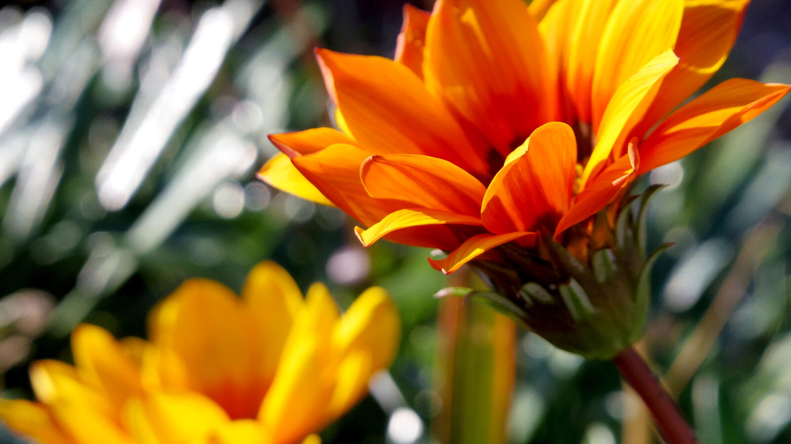 Pentax Q10 sample photo. Flower photography