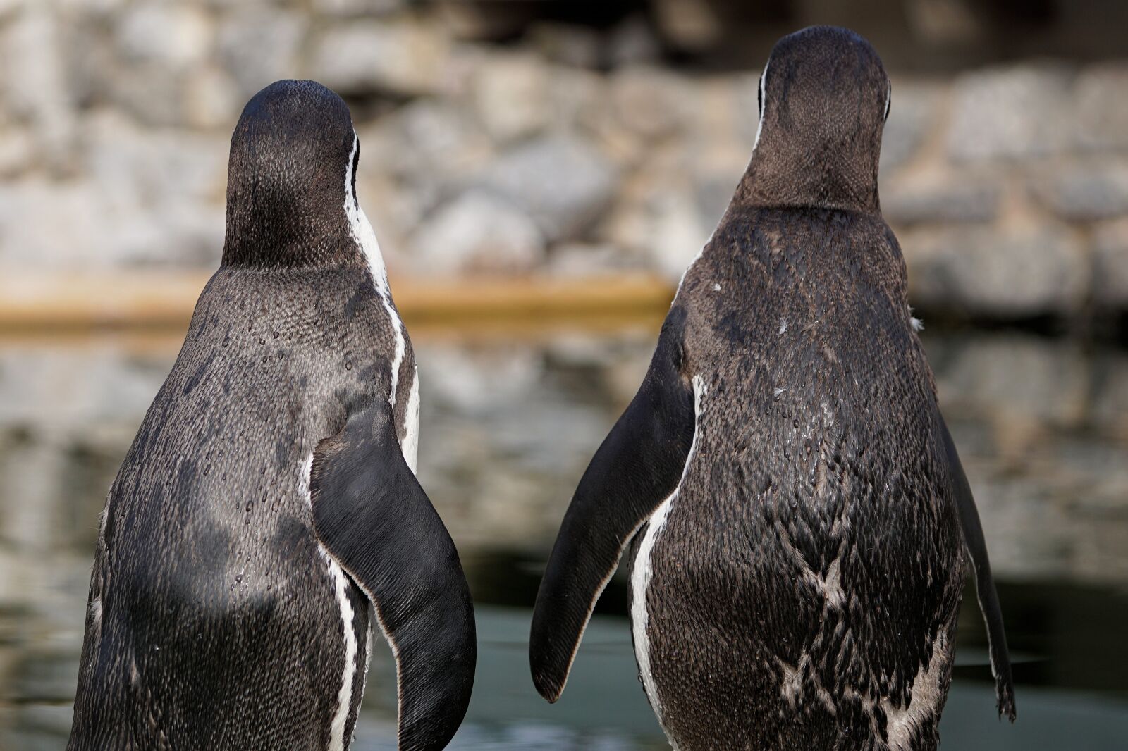 Sony a6000 + E 60mm F2.8 sample photo. Penguin, bird, animal photography