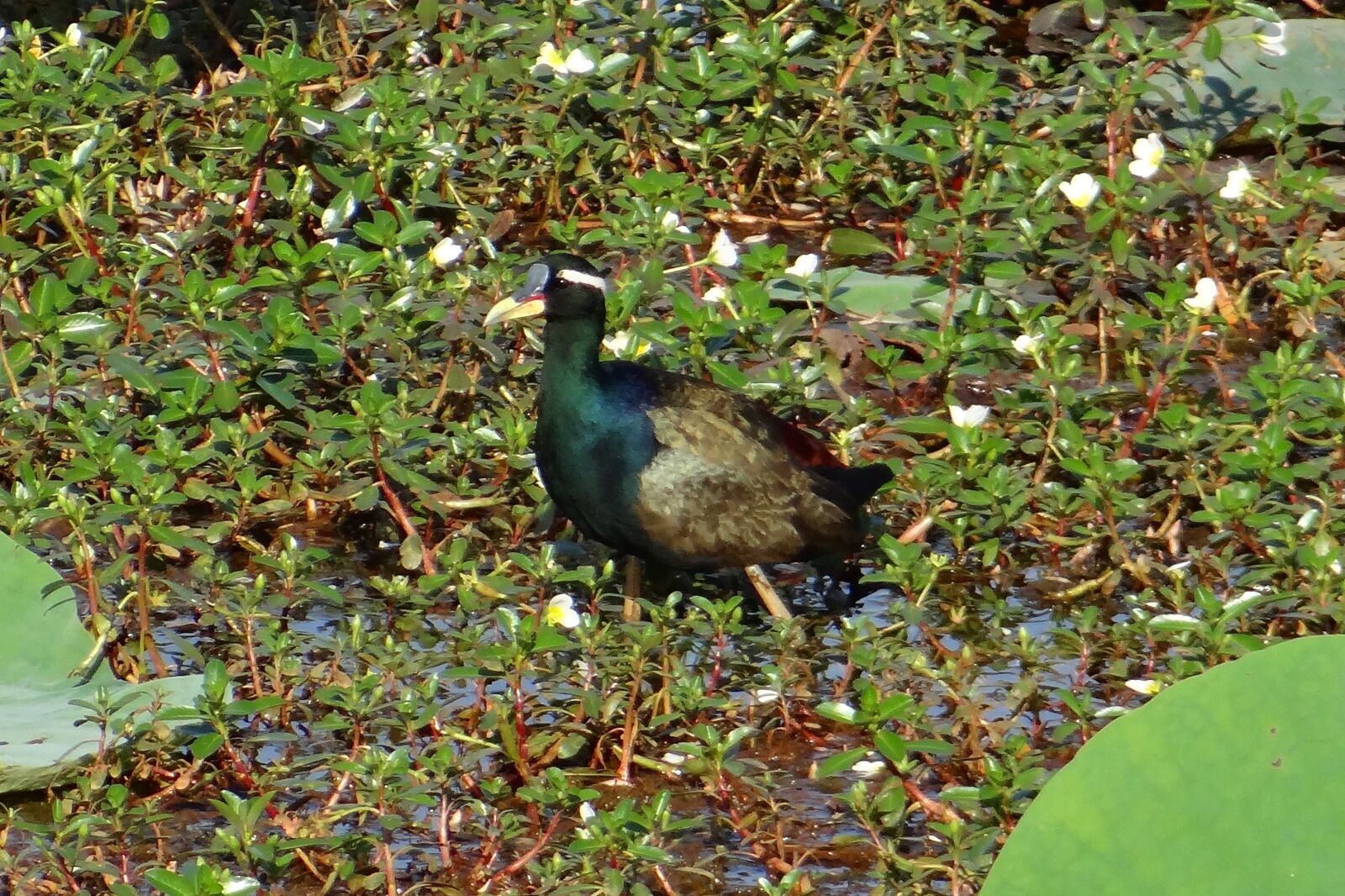 Sony DSC-HX200V sample photo. Bronze-winged jacana, metopidius indicus photography