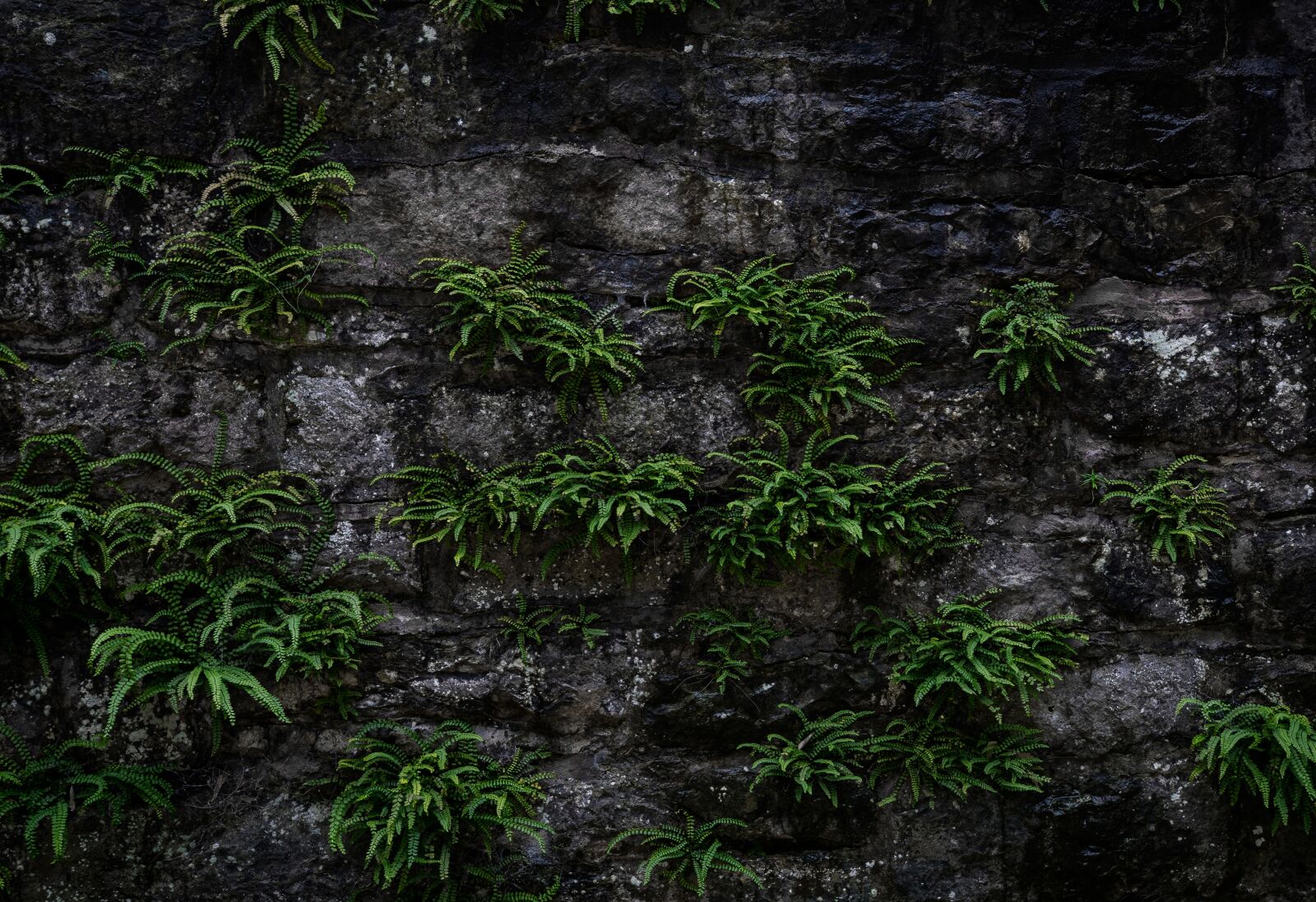 Nikon D5300 sample photo. Wall, background, texture photography
