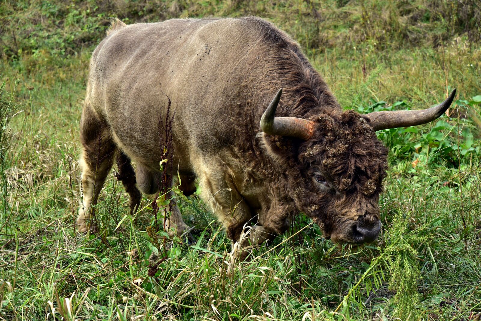 Nikon D750 sample photo. Galloway, bull, beef photography