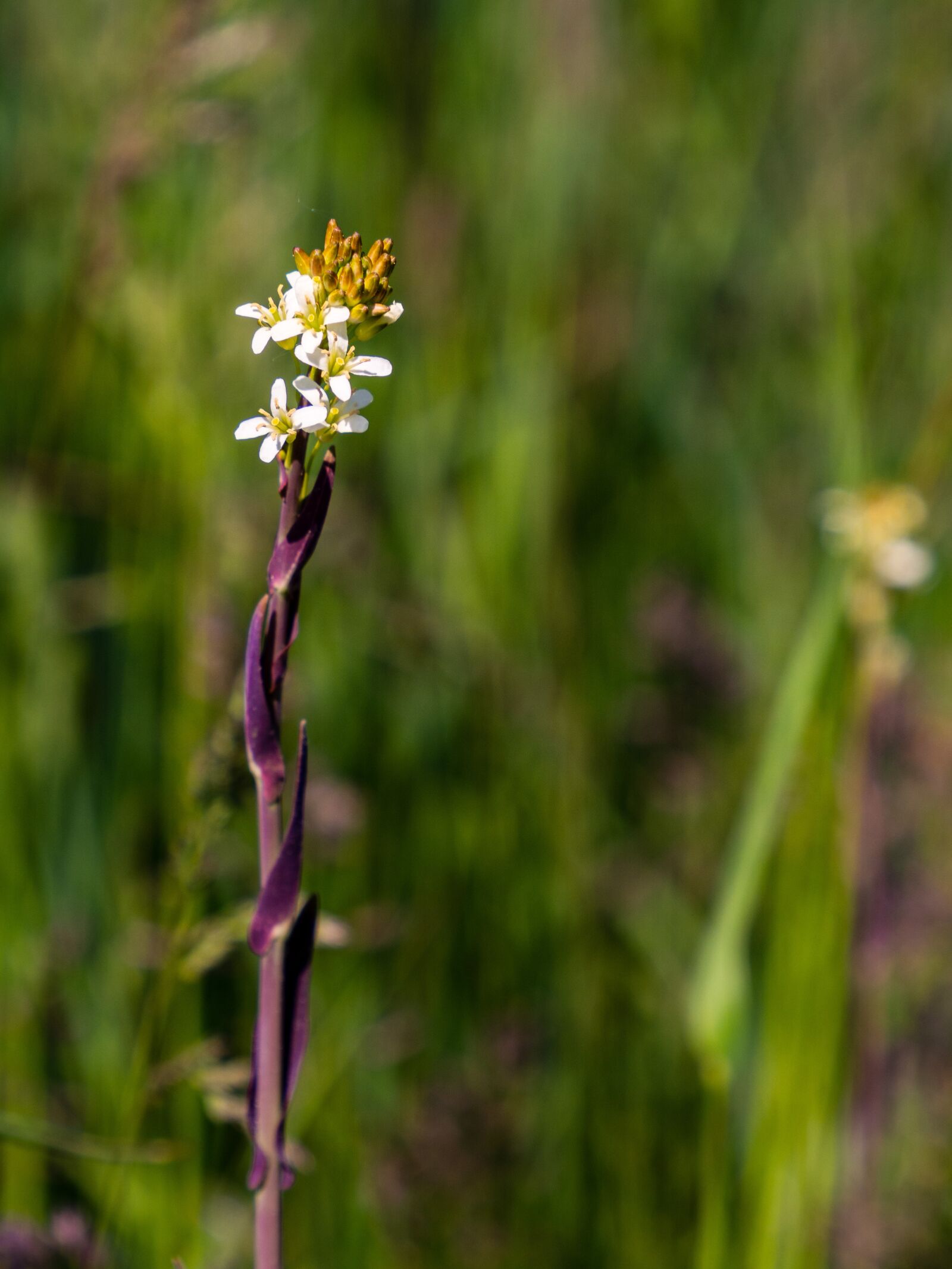 Olympus OM-D E-M10 III sample photo. Plant, flower, grass photography