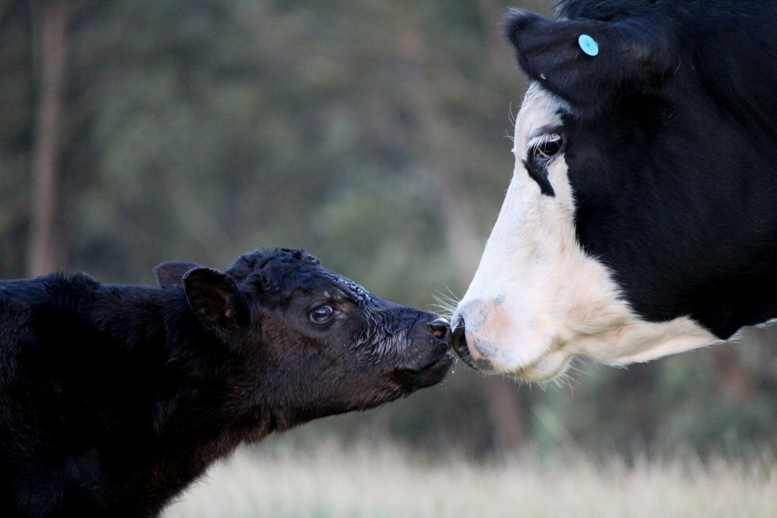 Canon EOS 1200D (EOS Rebel T5 / EOS Kiss X70 / EOS Hi) sample photo. Cow, calf, mother photography