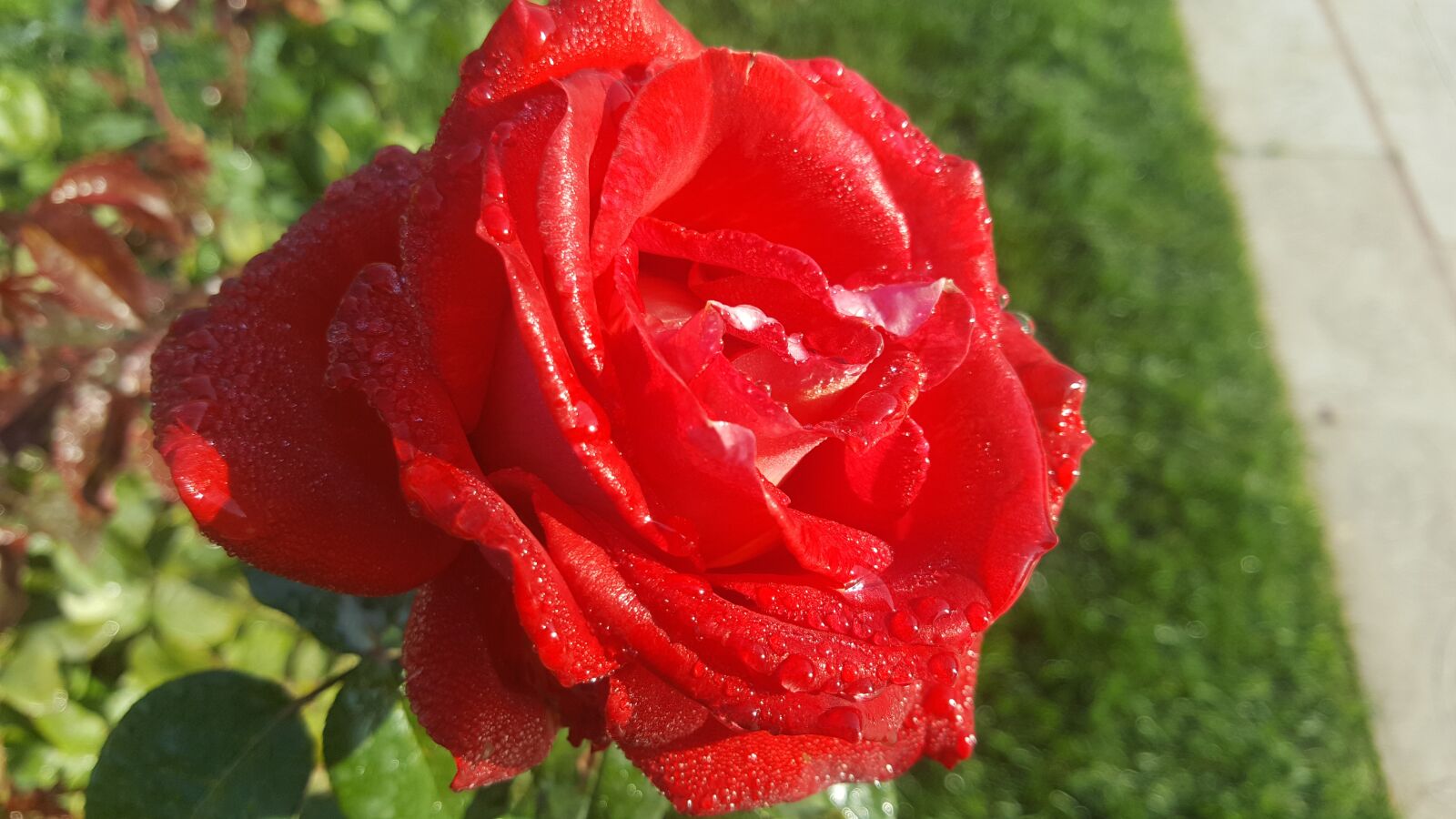 Samsung Galaxy Note5 sample photo. Flower, nature, plant photography