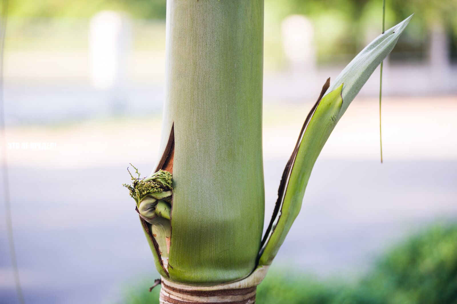 Nikon D700 sample photo. Thailand, young, palm photography