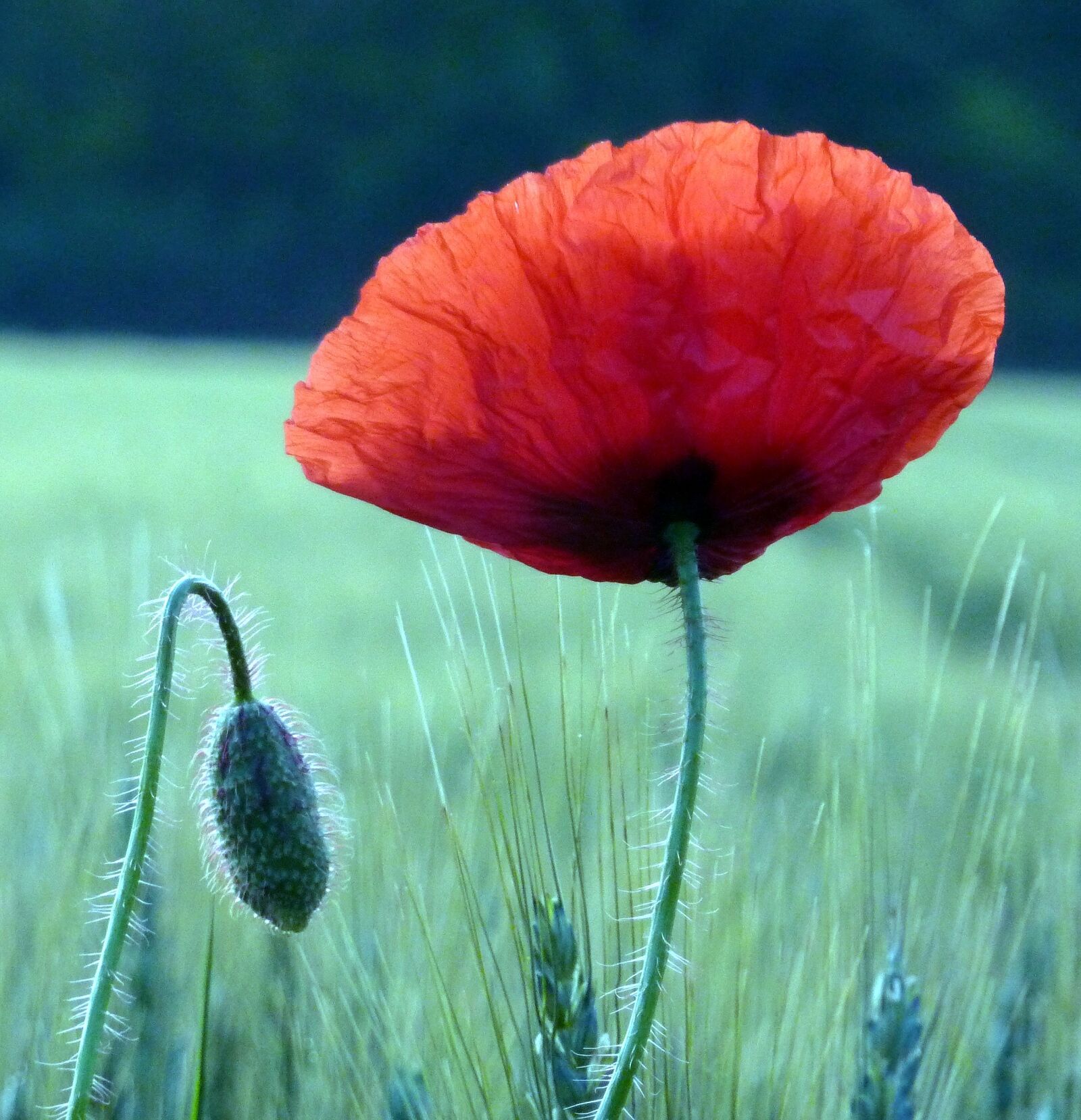 Panasonic DMC-TZ7 sample photo. Poppy, field, wheats photography