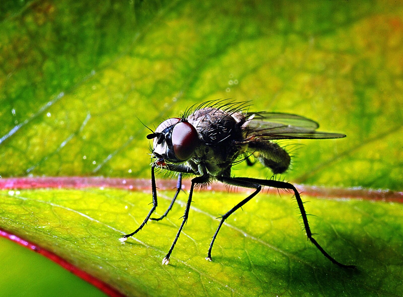 Nikon D80 sample photo. Mucha, insect, macro photography