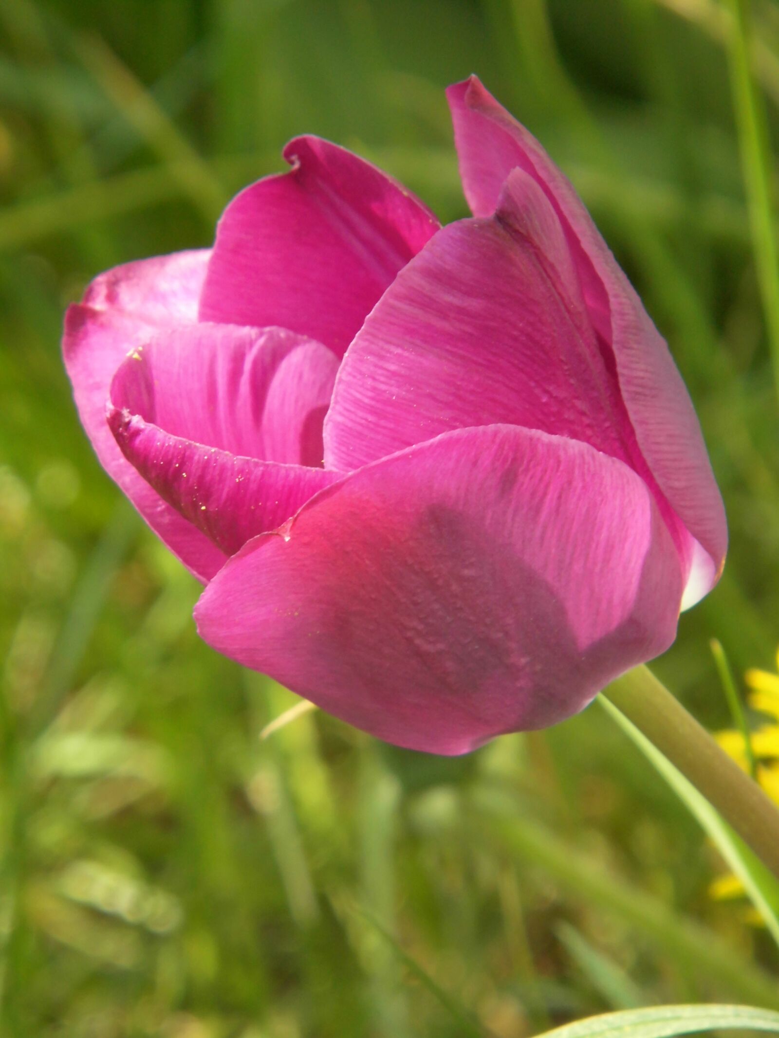 MEDION MD86824 sample photo. Tulip, tulpia, violet photography