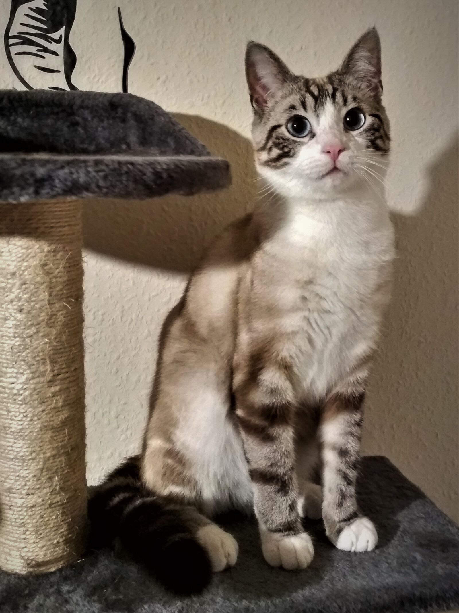 Xiaomi Redmi 4X sample photo. Cat, beautiful, cute photography
