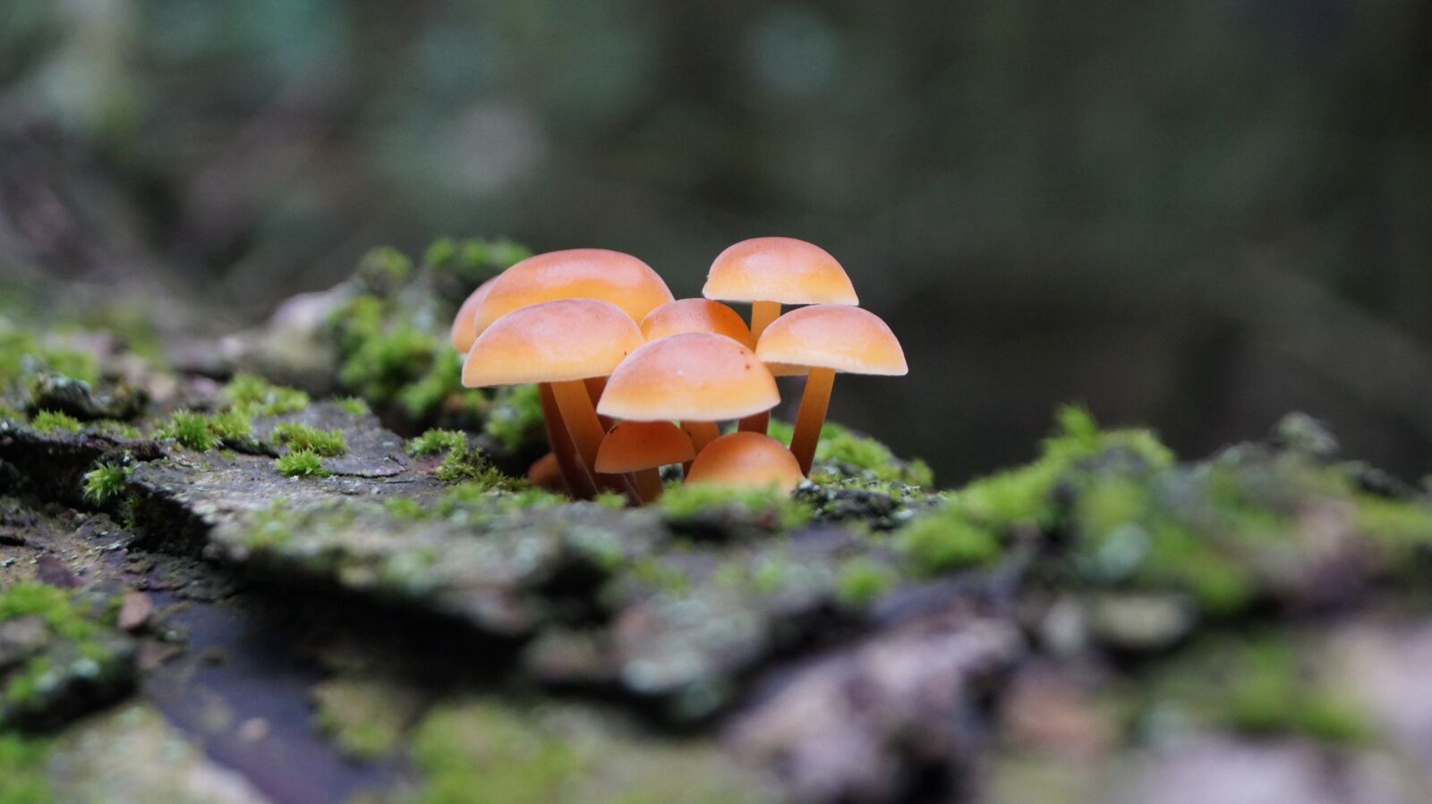 Sony DT 18-55mm F3.5-5.6 SAM II sample photo. Sponge, forest, toxic photography