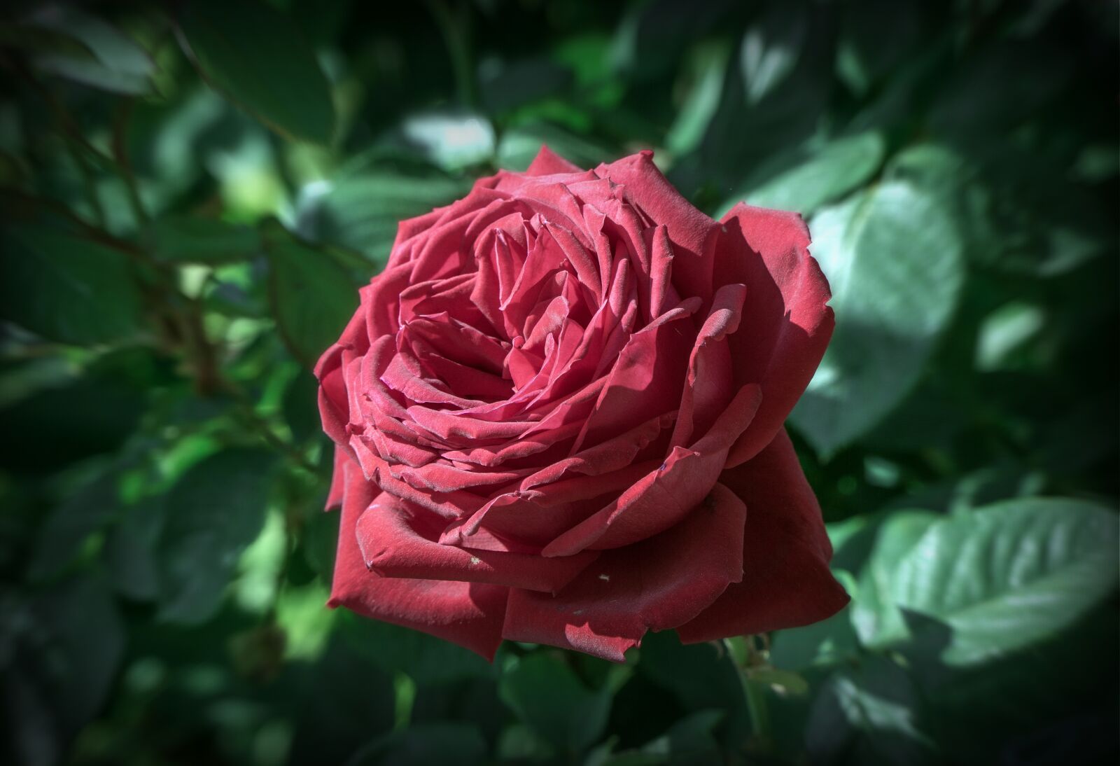 Sony a6000 + Sony E PZ 18-105mm F4 G OSS sample photo. Rosa, red, flower photography