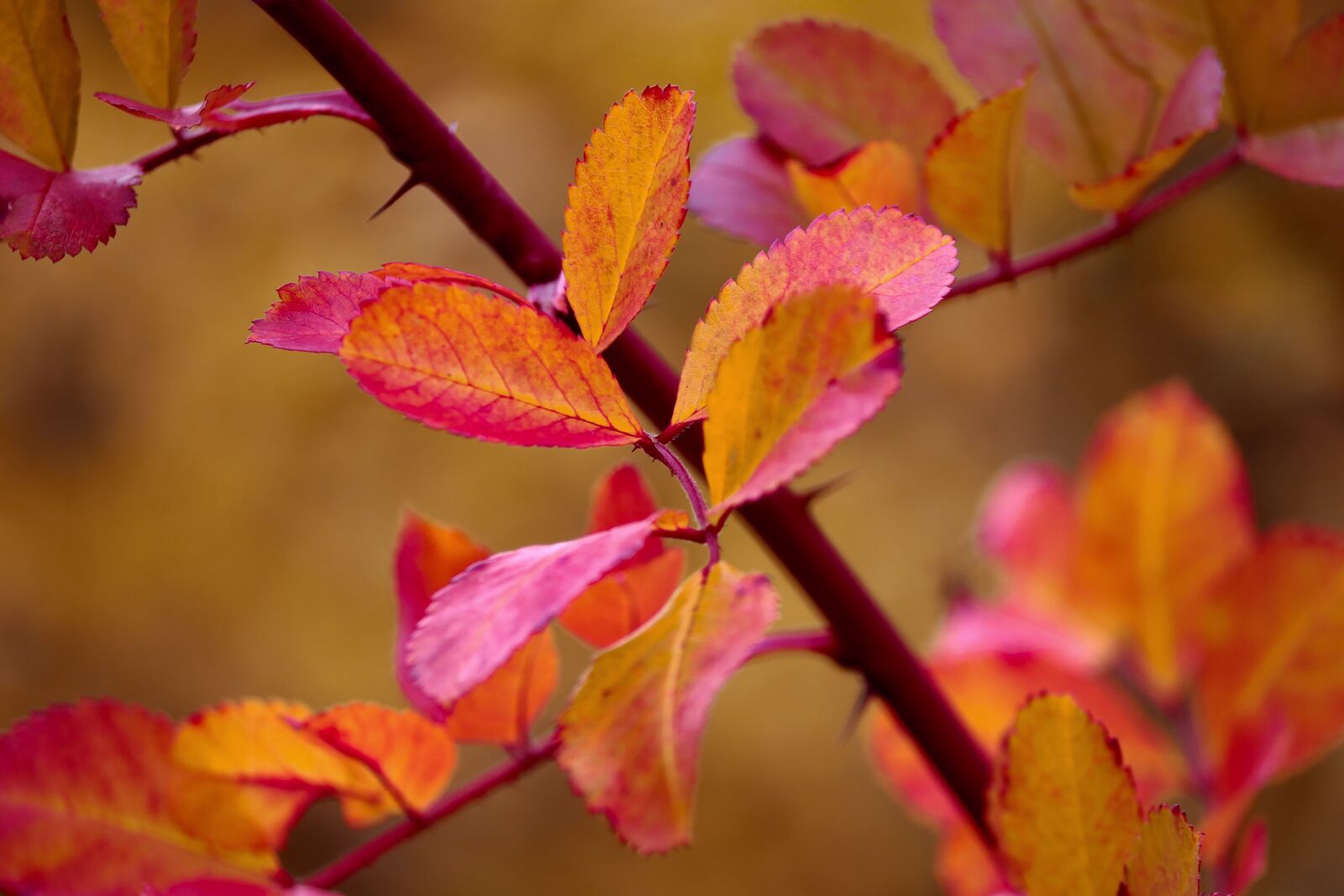 Canon EOS 200D (EOS Rebel SL2 / EOS Kiss X9) sample photo. Autumn, leaves, colorful photography