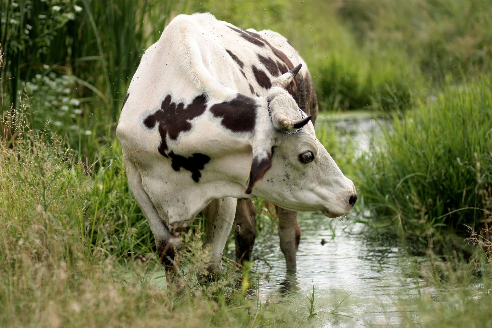 Canon EOS 450D (EOS Rebel XSi / EOS Kiss X2) sample photo. Cow, bovine, spotted photography