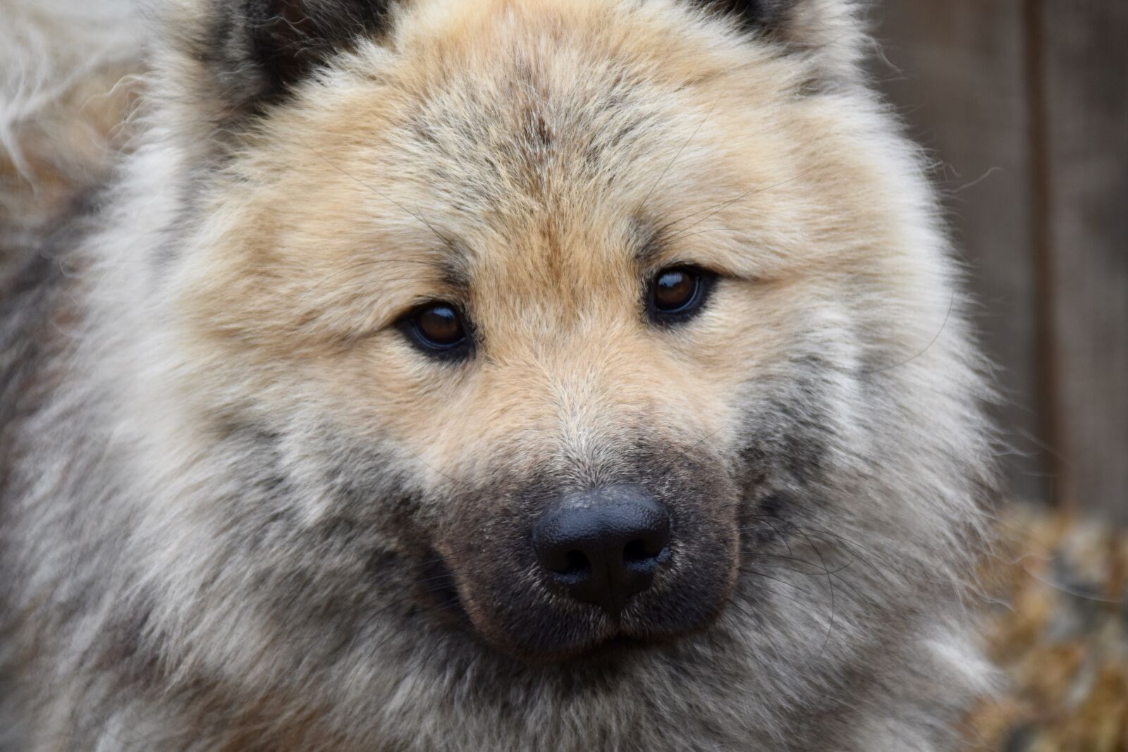 Nikon D5600 sample photo. Dog, dog eurasier, dog photography