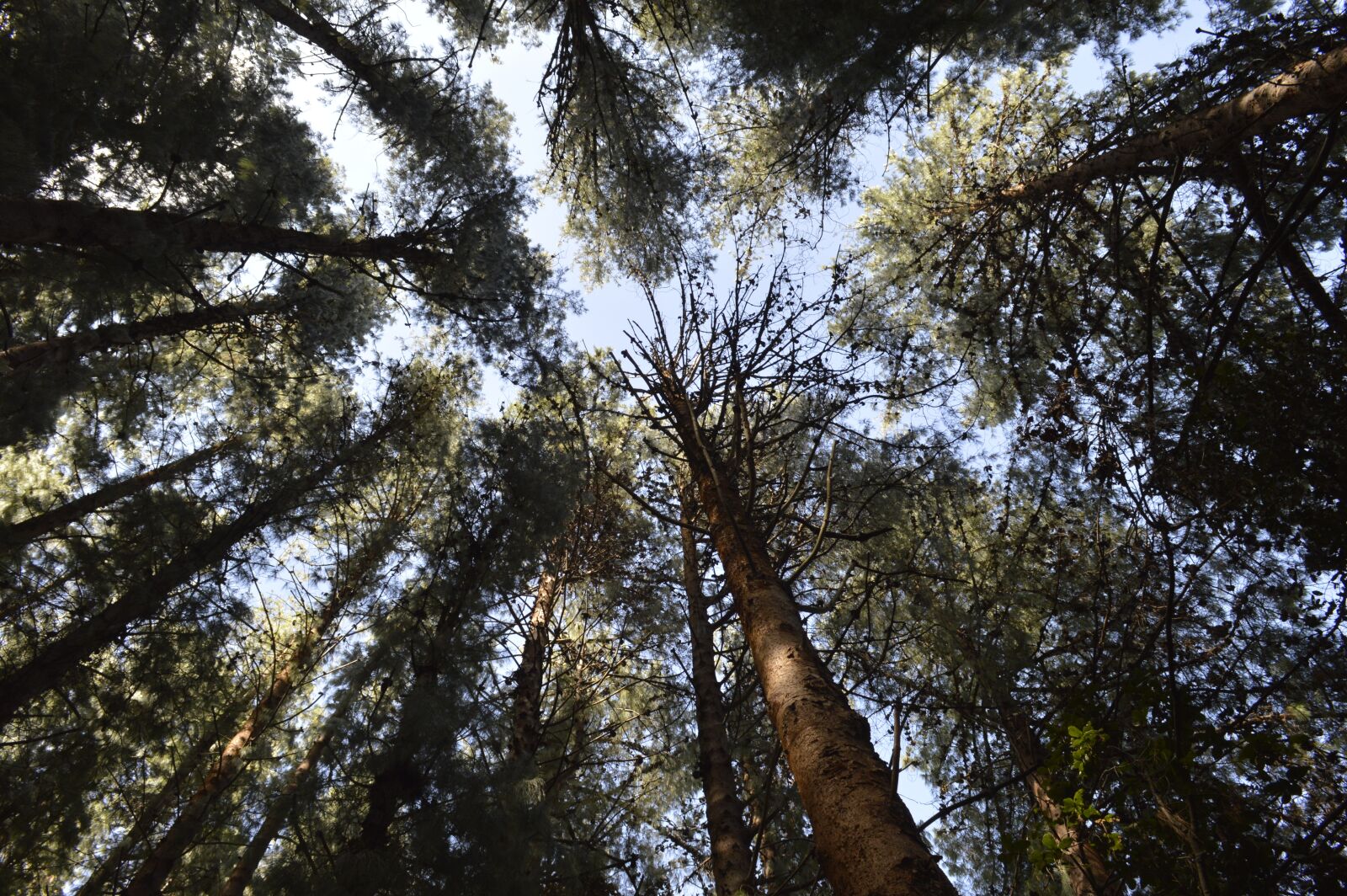 Nikon D3200 sample photo. Tree, trees, landscape photography