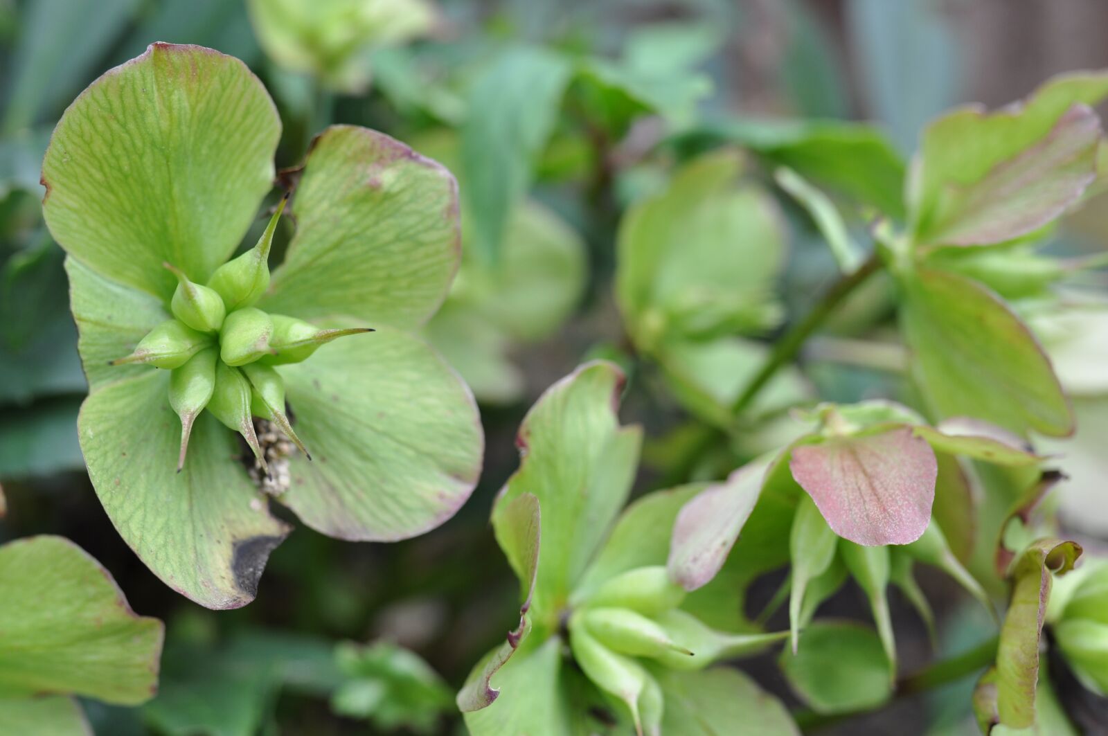 Nikon D90 sample photo. Winter, christmas rose, anemone photography