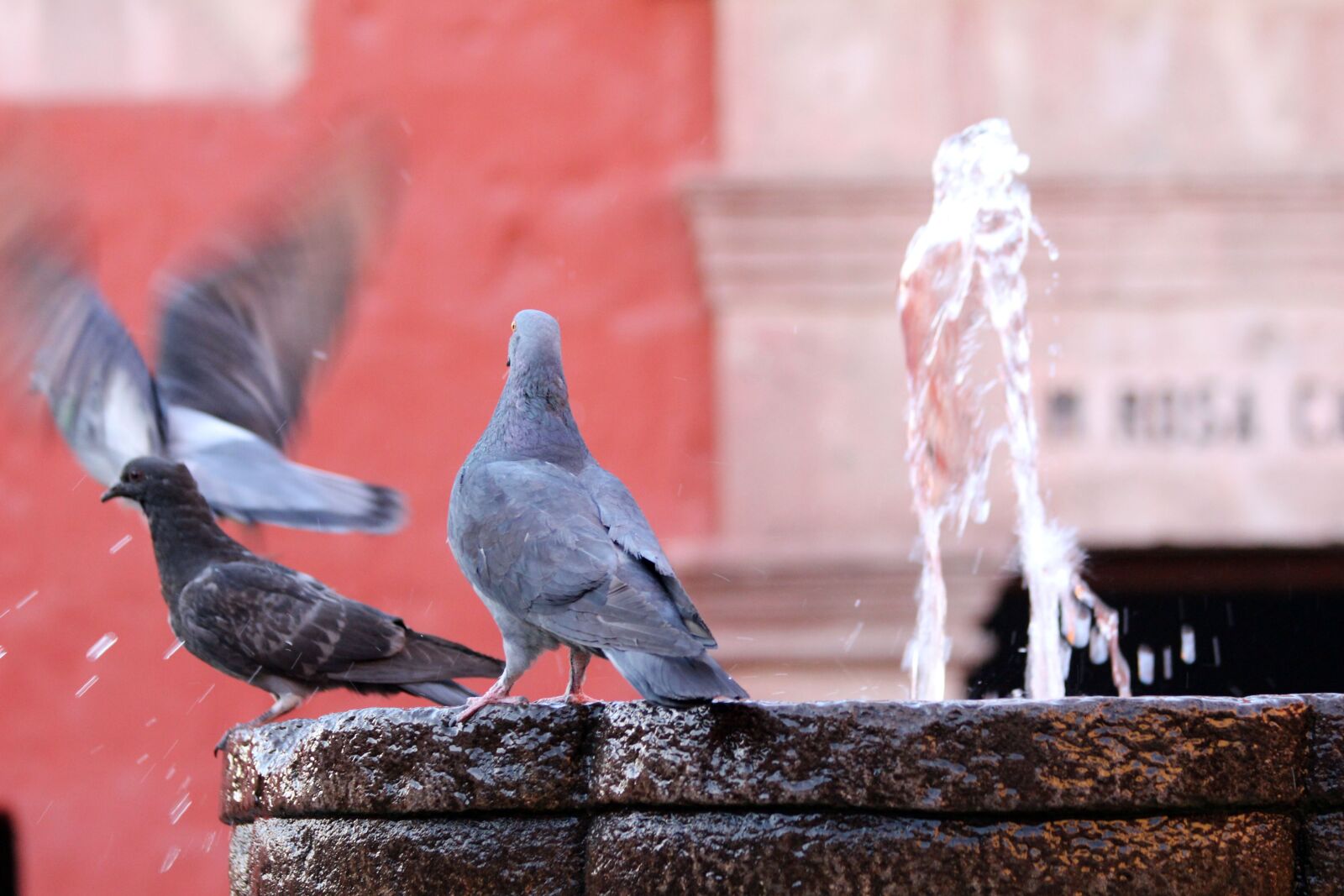 Canon EOS 700D (EOS Rebel T5i / EOS Kiss X7i) + Canon EF 70-300mm F4-5.6 IS USM sample photo. Pigeon, water, fountain photography