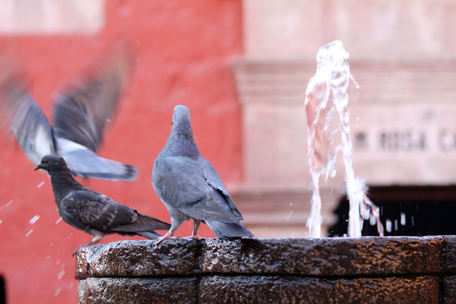 Canon EF 70-300mm F4-5.6 IS USM sample photo. Pigeon, water, fountain photography