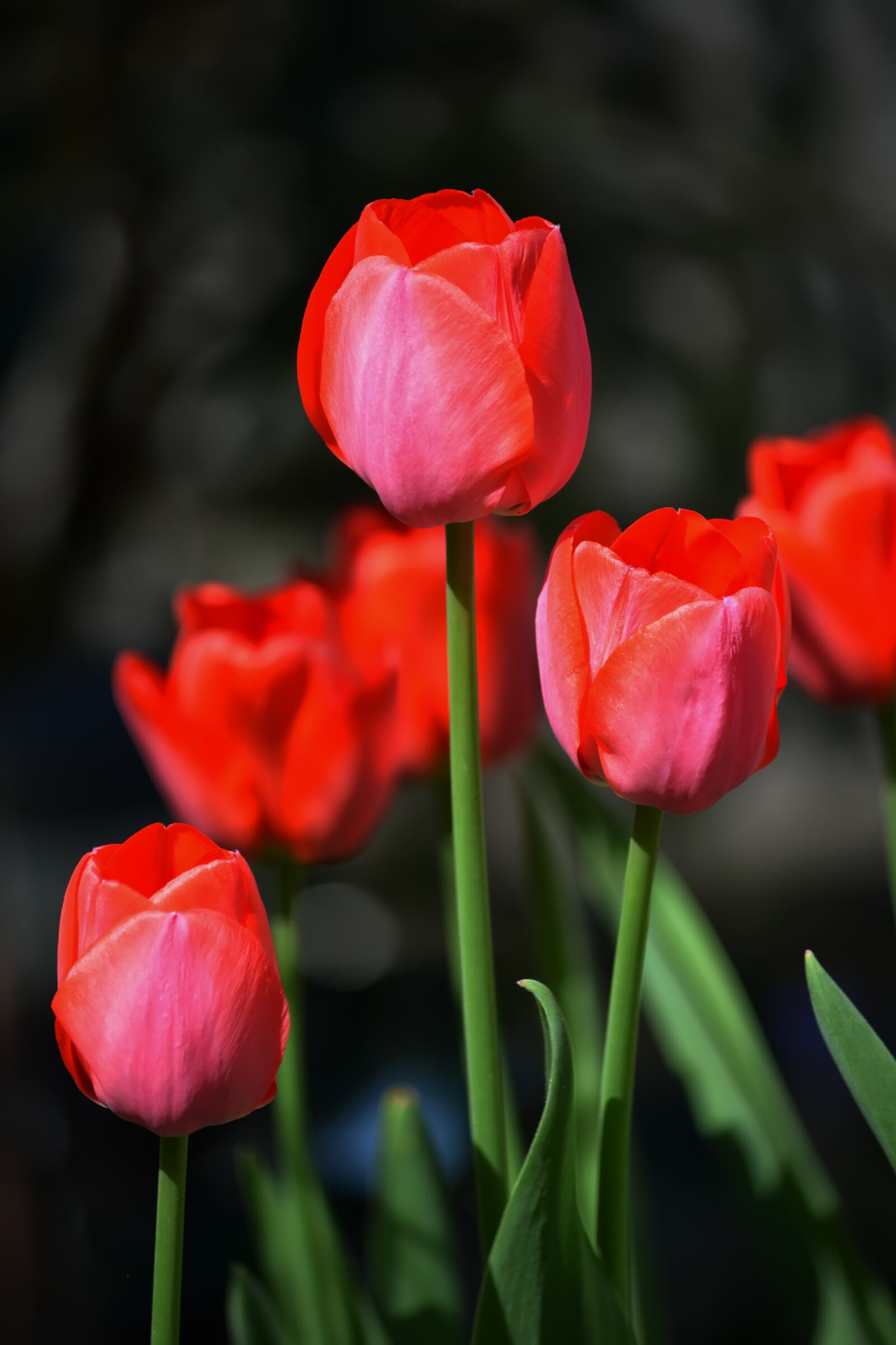 Nikon D5200 sample photo. Flowers, spring, flower bed photography