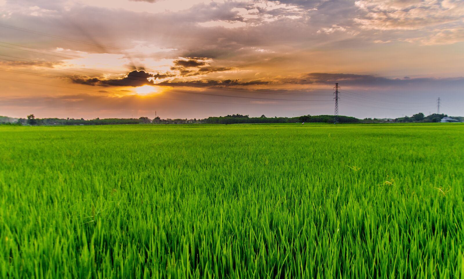 Nikon D5100 sample photo. Silk, rice, the countryside photography
