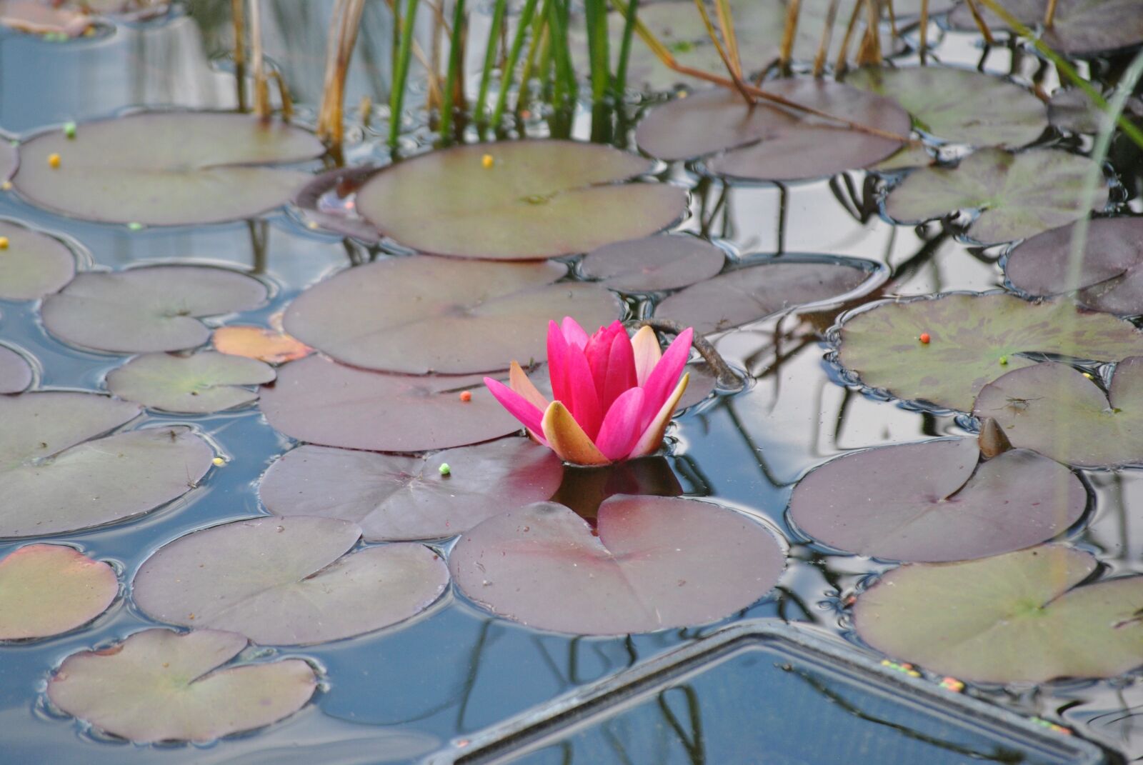 Nikon D3000 sample photo. Flower, plant, outdoor photography