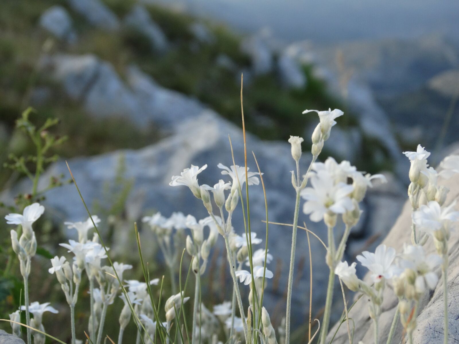 Sony Cyber-shot DSC-HX300 sample photo. White, flowers, mountains photography