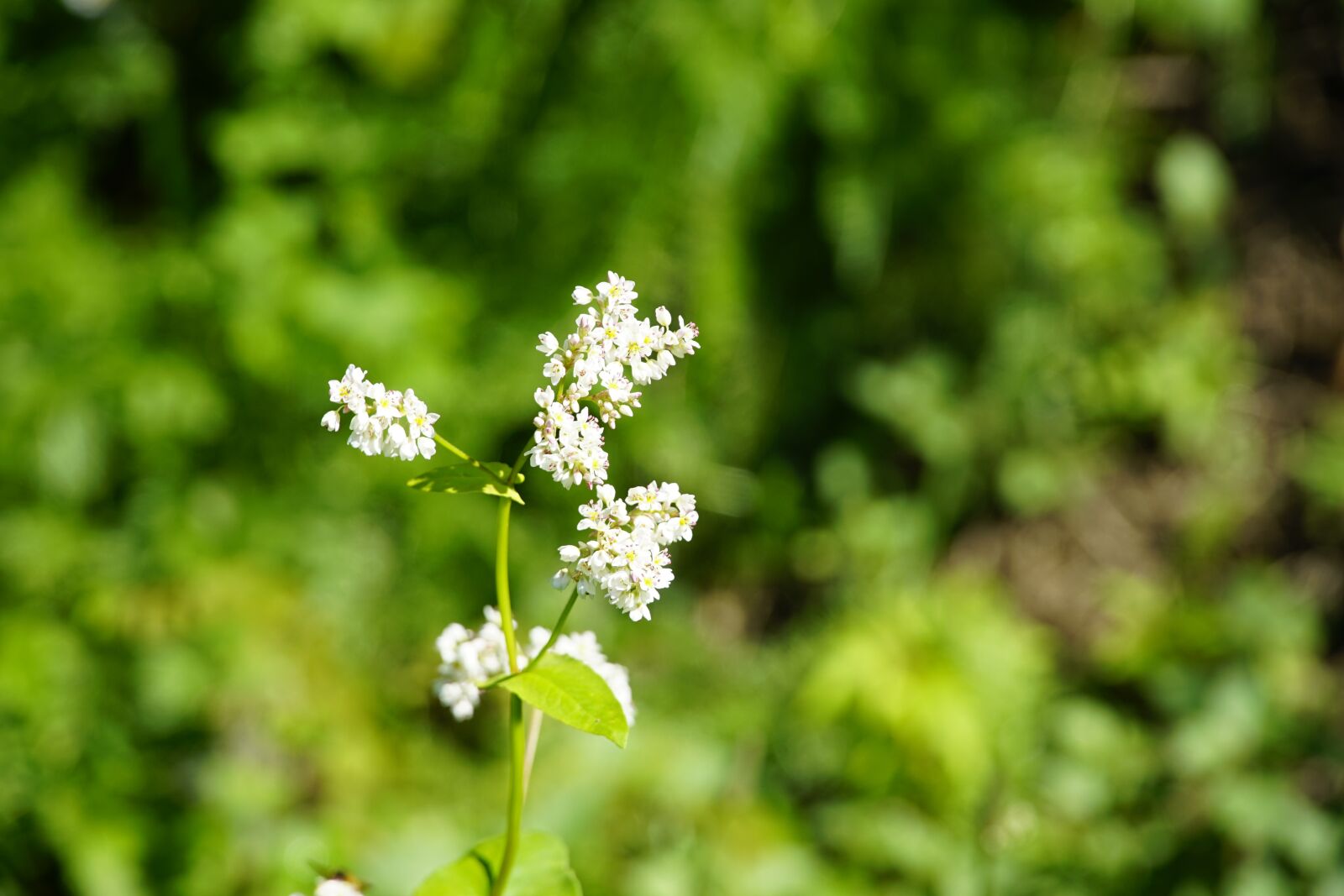 Sony E PZ 18-105mm F4 G OSS sample photo. Knot weed, white flowers photography