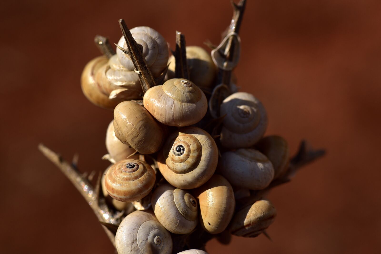 Nikon D750 sample photo. Snail shells, spiral, snail photography