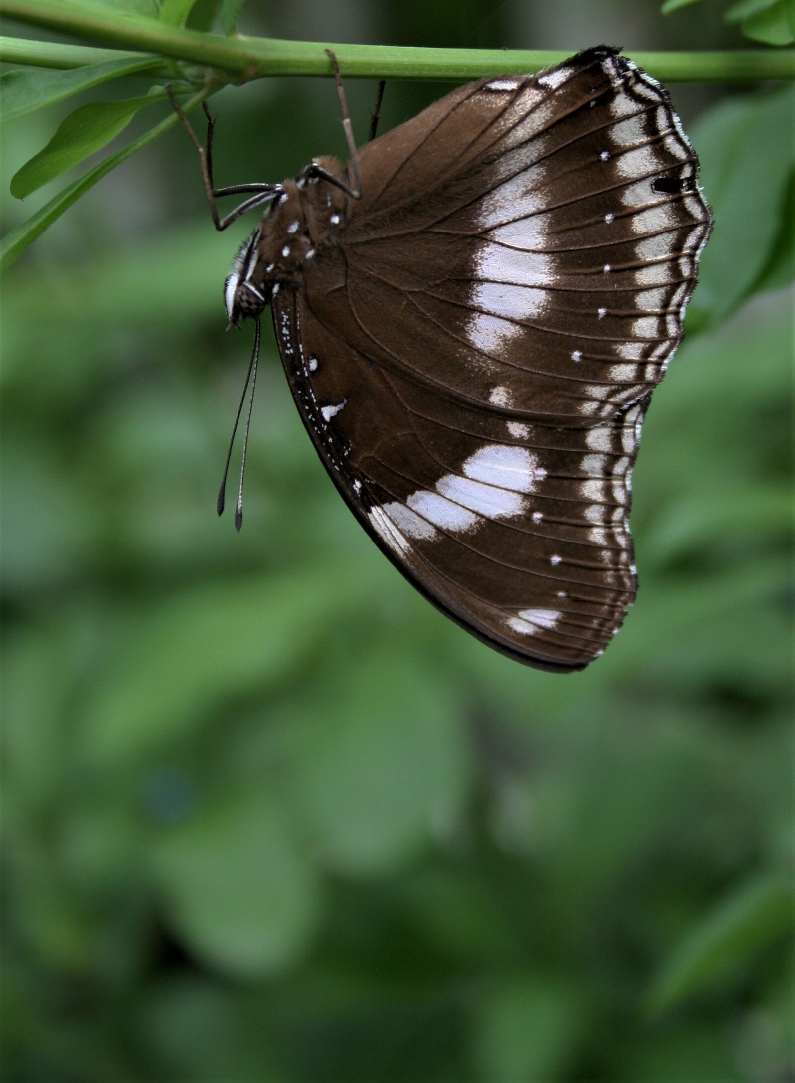 Canon EOS 350D (EOS Digital Rebel XT / EOS Kiss Digital N) sample photo. Insect, nature, outdoors photography